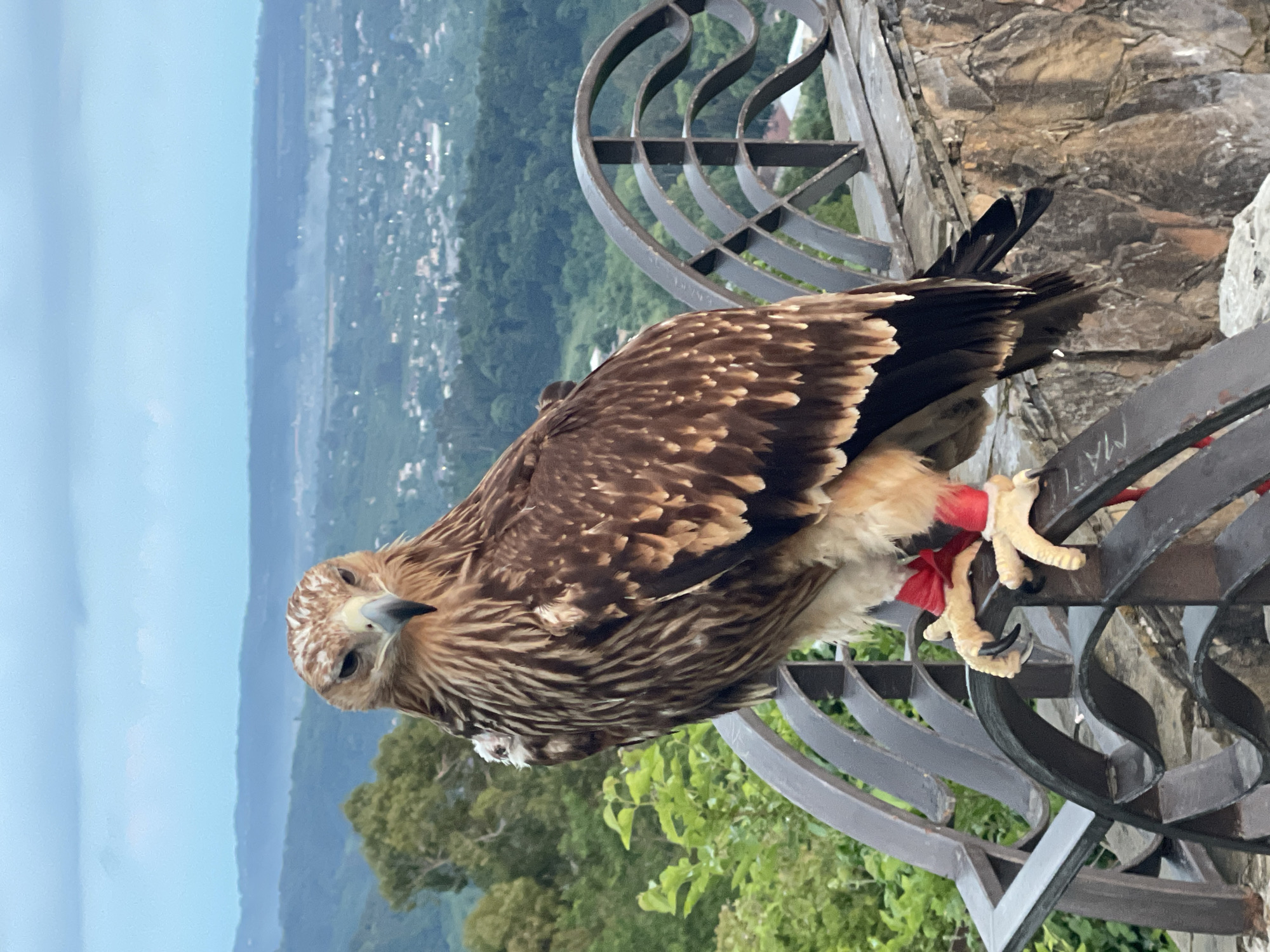 Bird handling session at Sirius coastal overlook during sunset