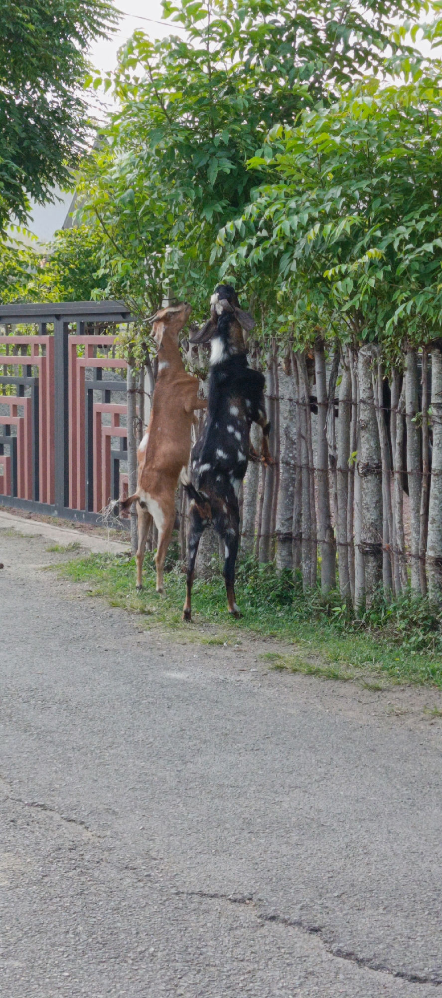 Goats graze roadside in a rural Indonesian village
