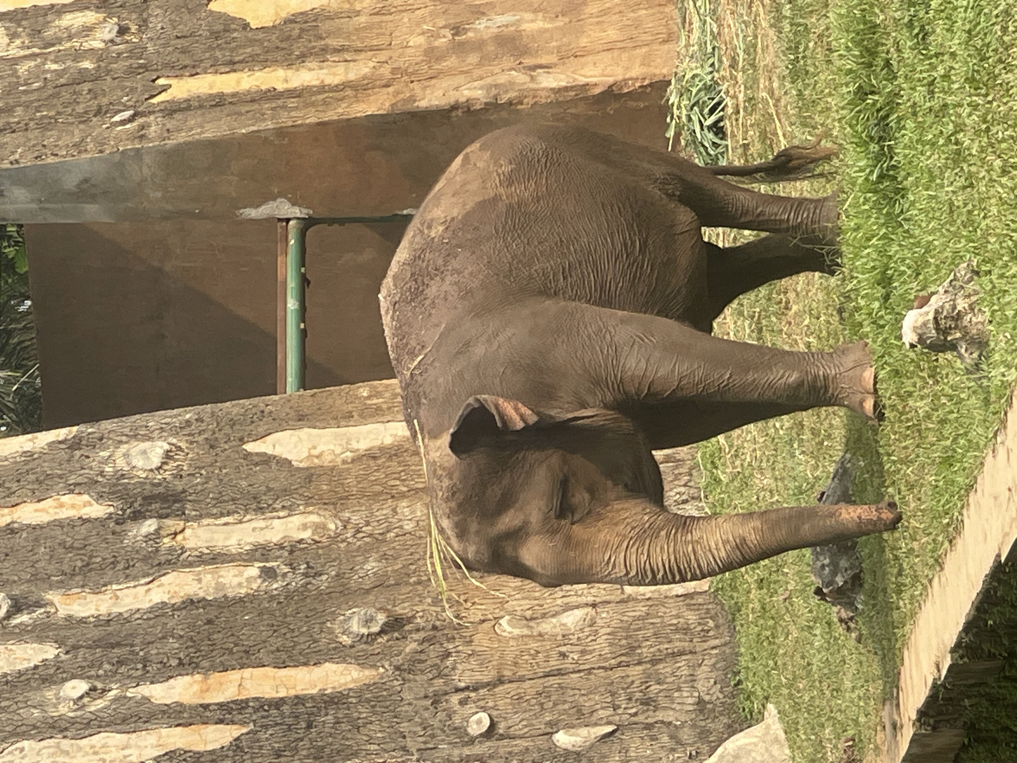 Morning at Ragunan Zoo: up close with the elephants