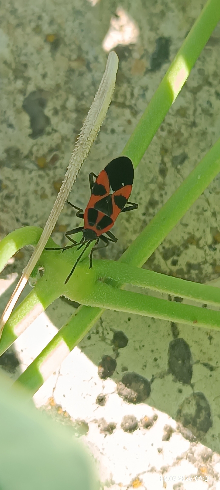 Wildflowers and insects up close in Reni, Ukraine