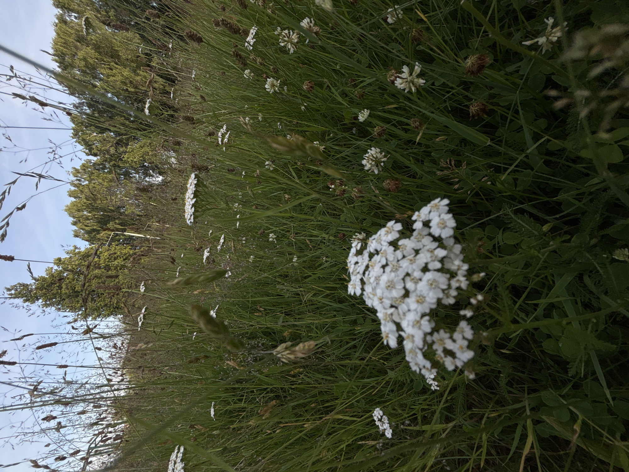 Wandering Pastavy's summer paths, meadows, and linden trees