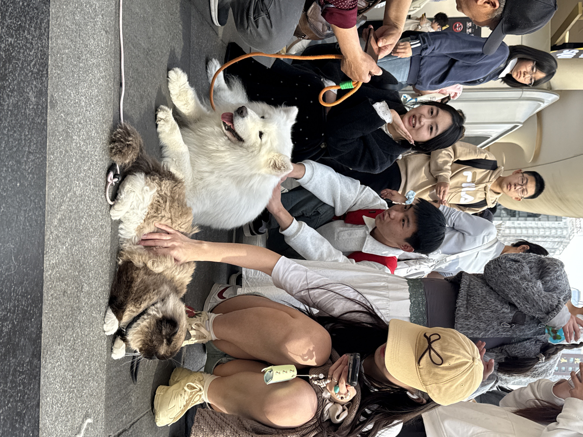 People interact with dogs in Liangjiang urban area