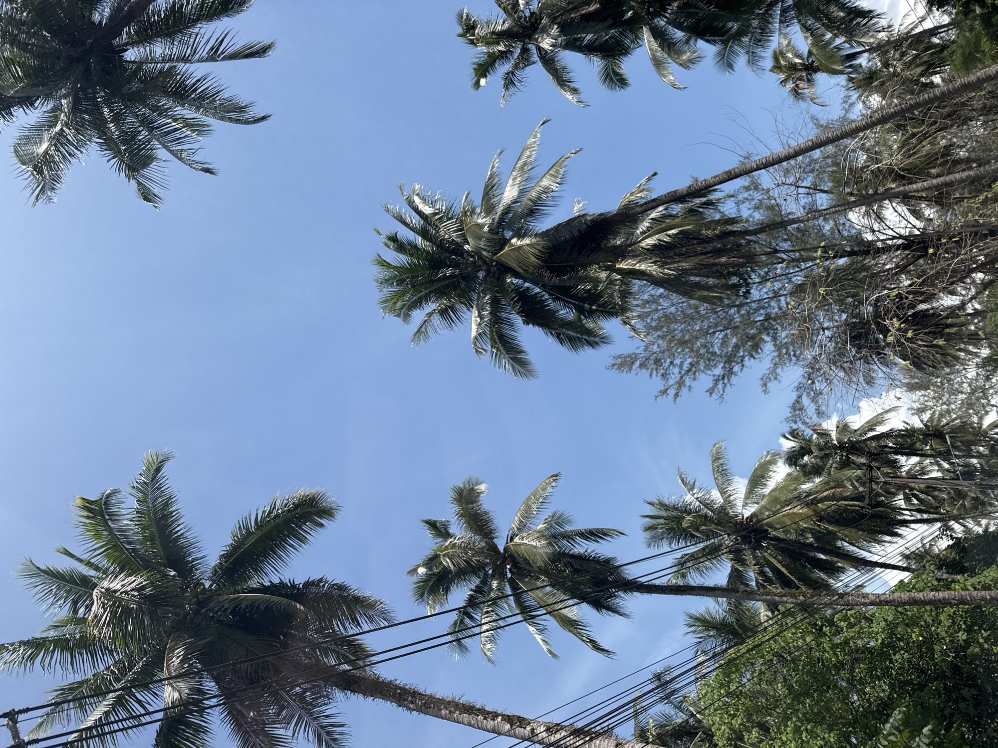 Coconut palms line a quiet road in Ban Khuk Khak
