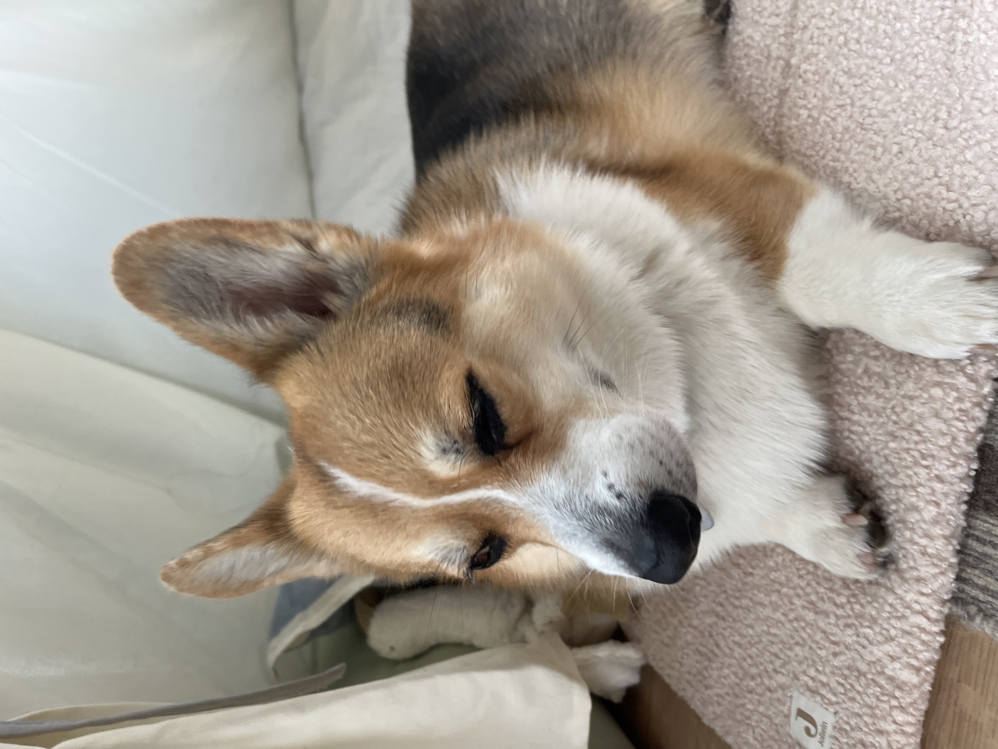 Morning domestic moments: resting corgis and breakfast plates