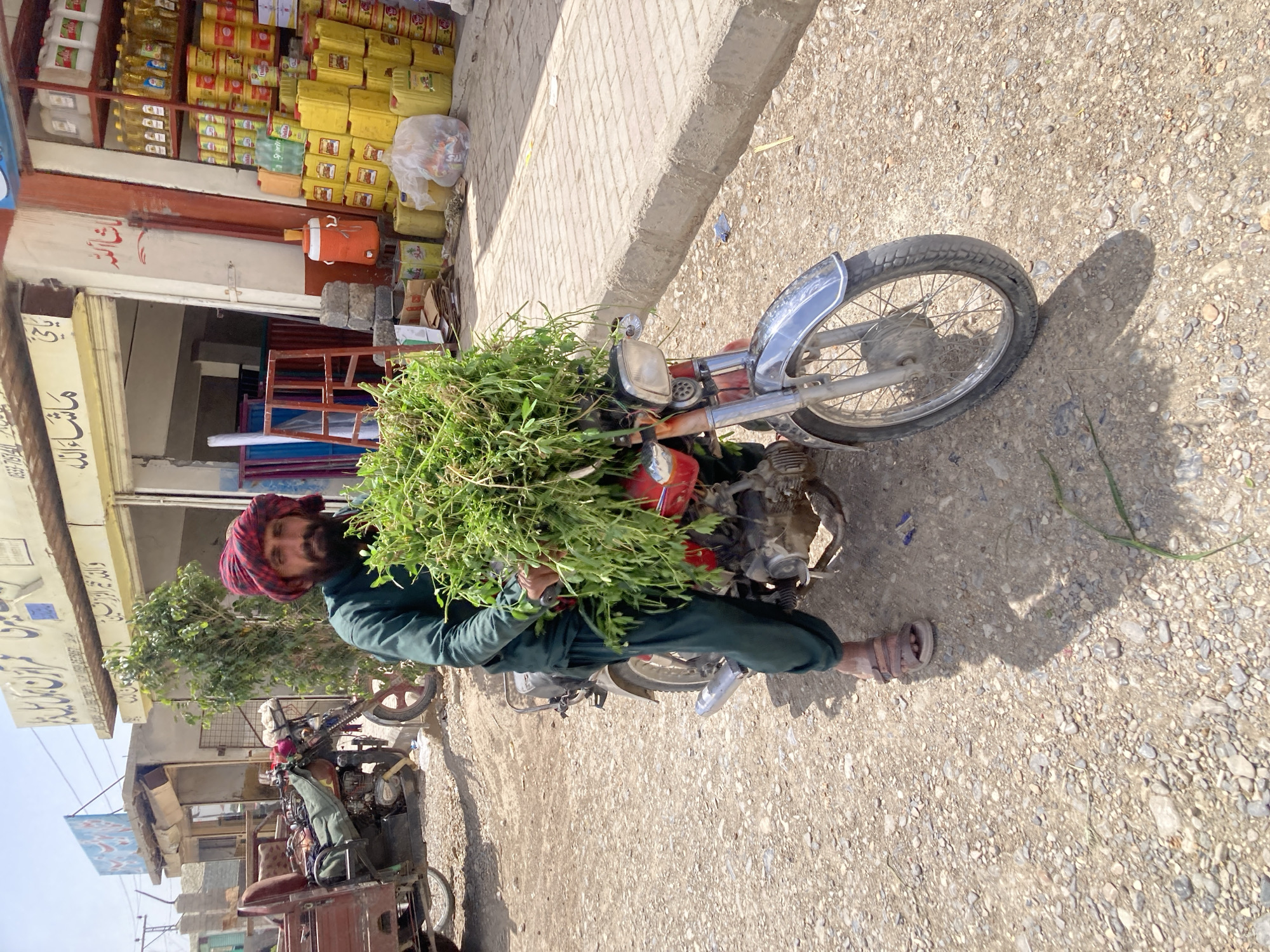 Overloaded motorcycle carries green leafy cargo in Loralai, Pakistan