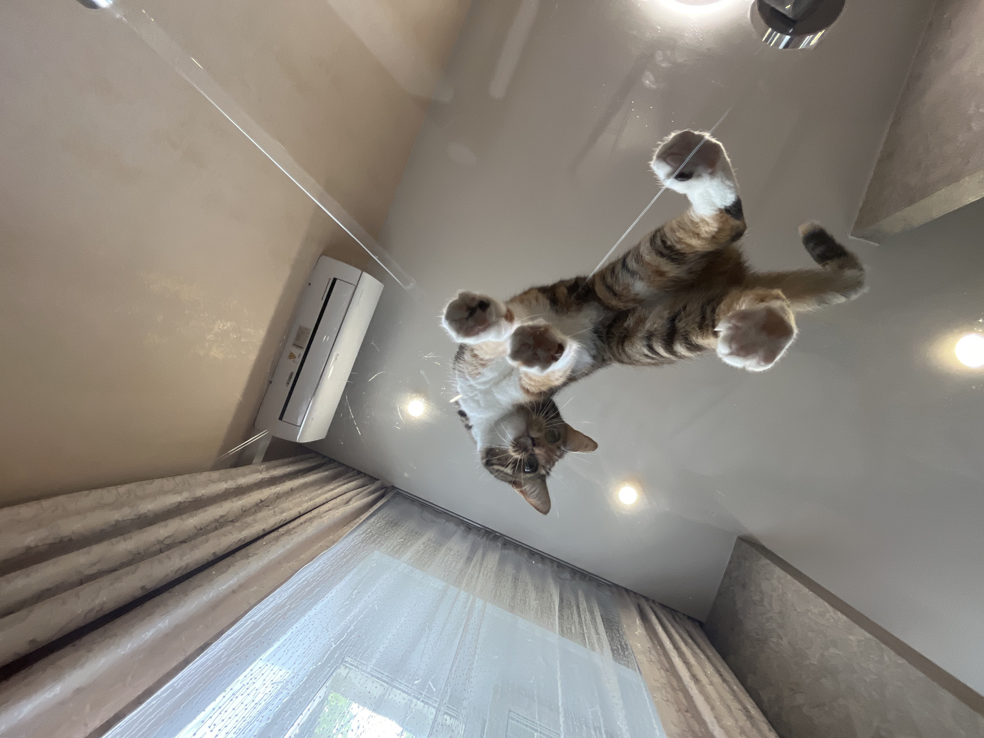Cats and home life in a Nizhny Novgorod apartment