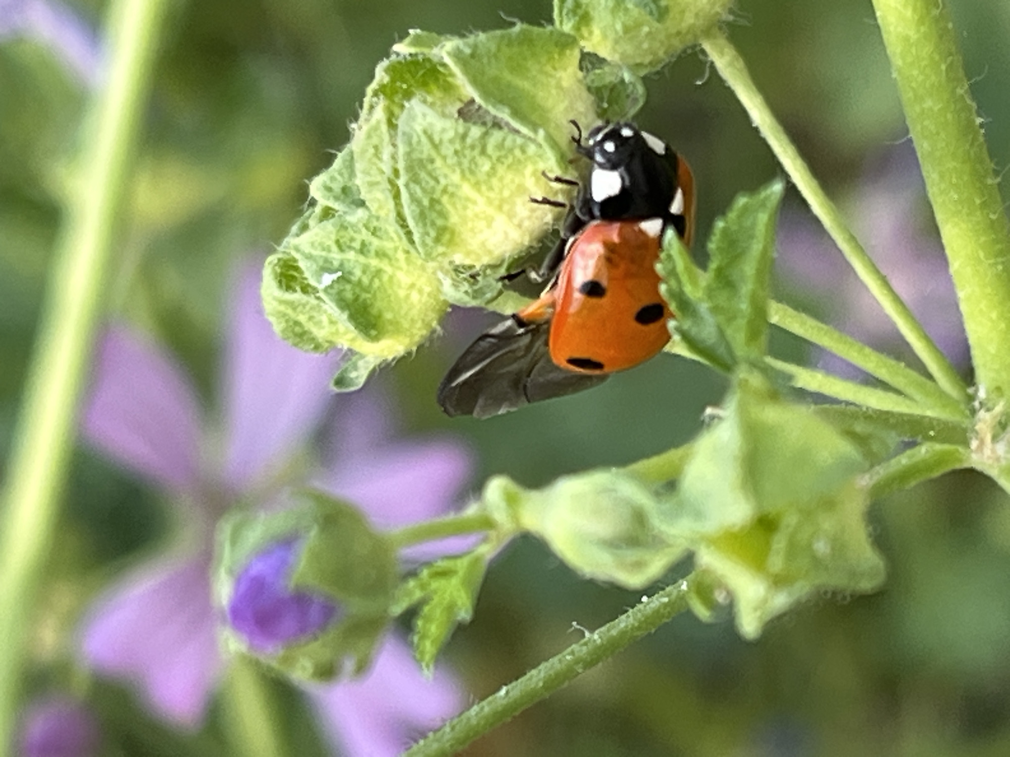 Backyard nature, bugs, and casual art-making in rural Russia