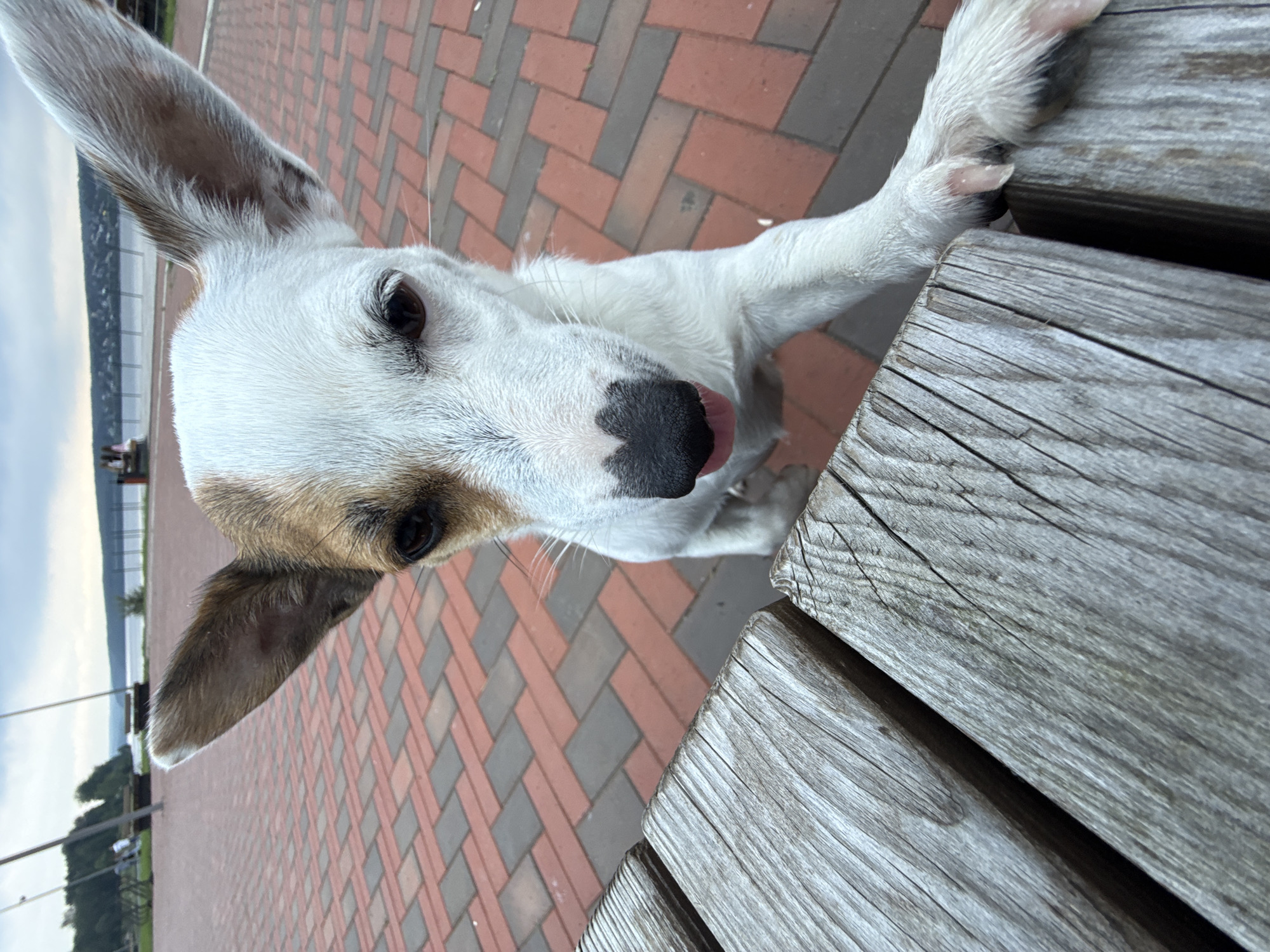 White dog runs and explores a brick waterfront walkway in Lysva