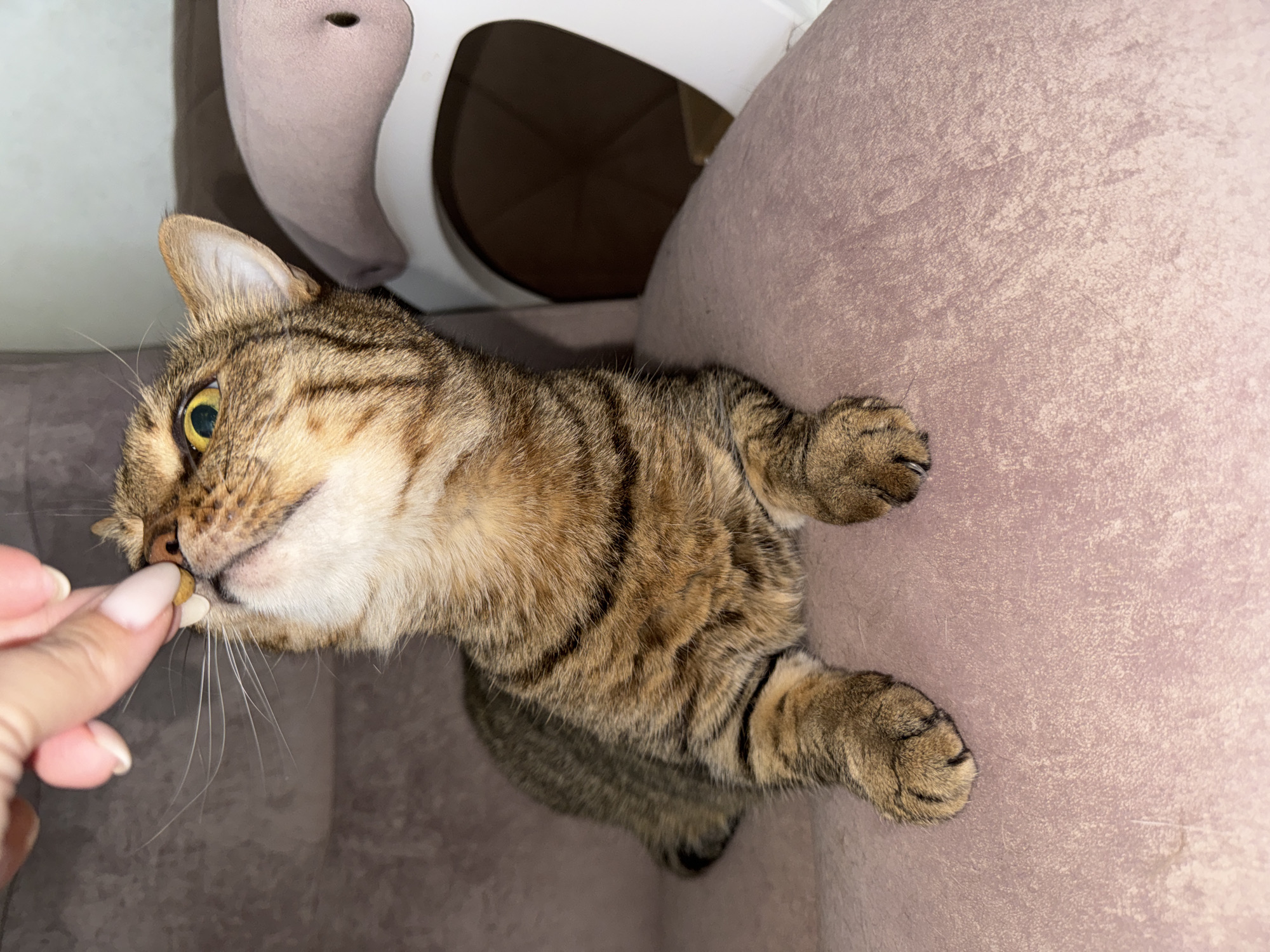 Morning routine with tabby cat and waffles in Chaikovsky