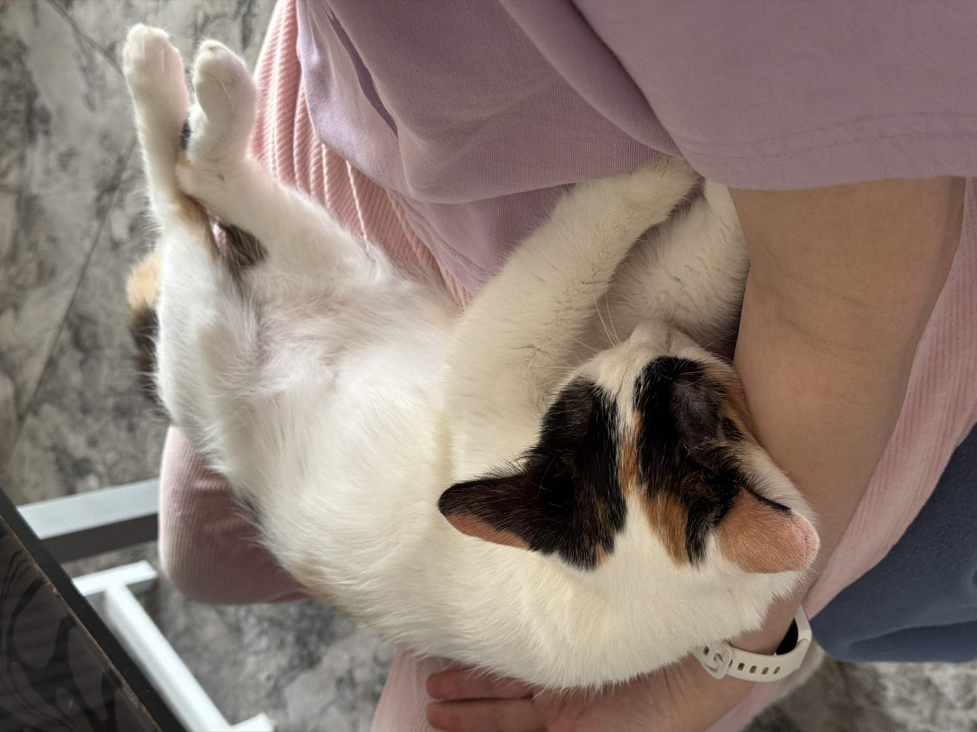 Person holds relaxed calico cat in Rossiyskiy, Russia