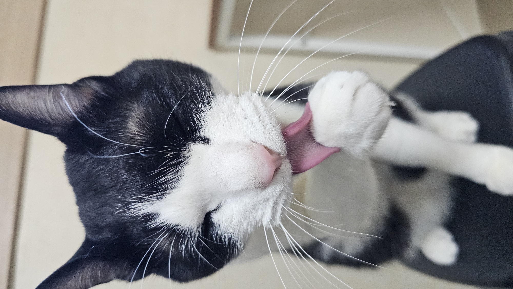 Cat feeding and grooming routine documented in Asan-si
