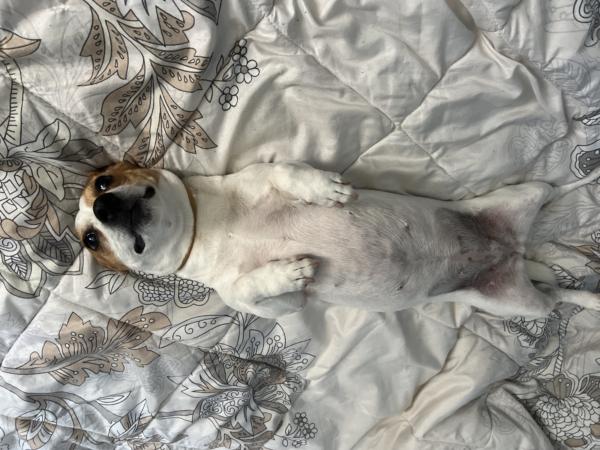 Morning life with pet dog documented across Plovdiv, Bulgaria