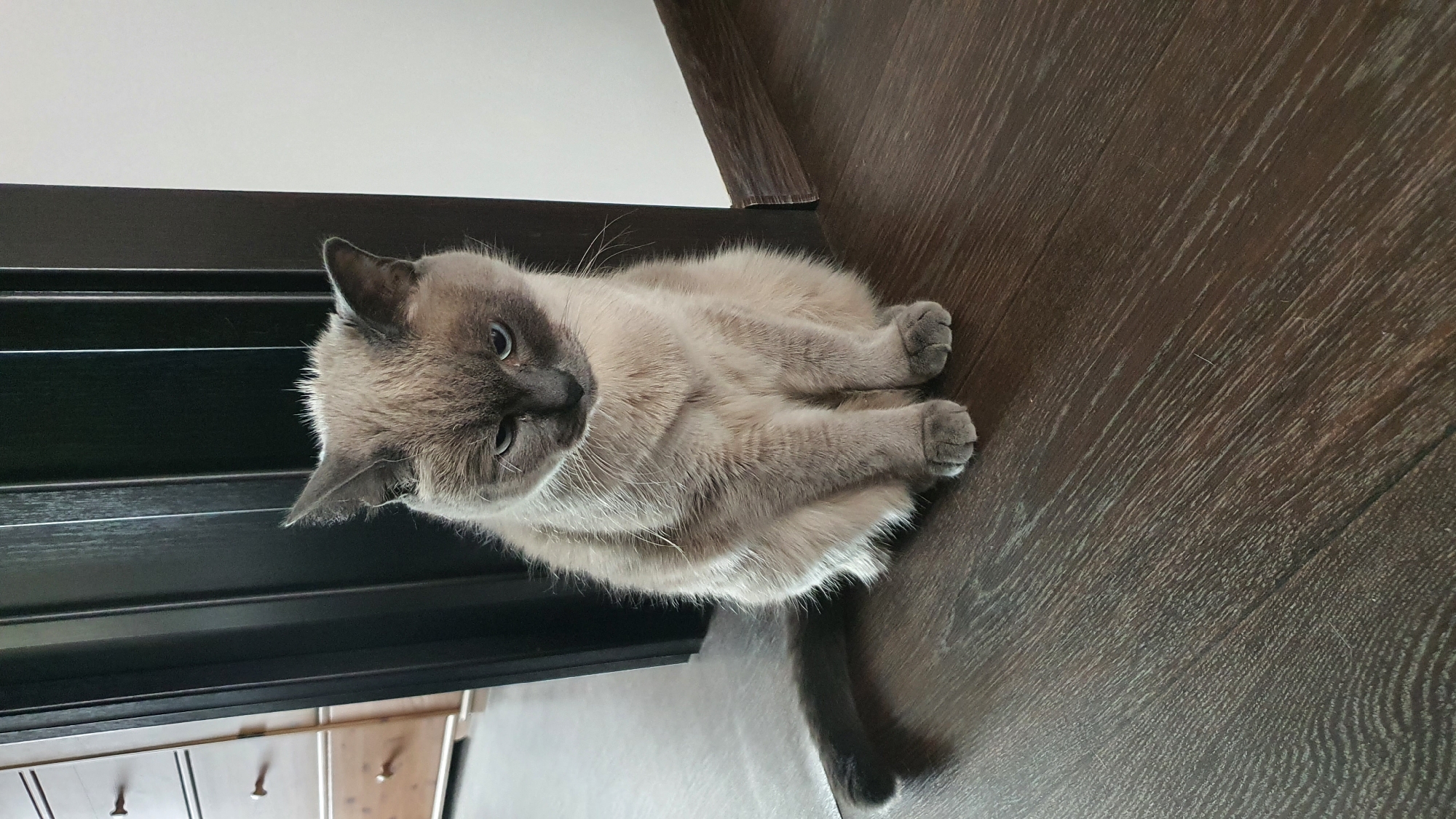 Siamese cat on a hardwood floor, Krasnoyarsk