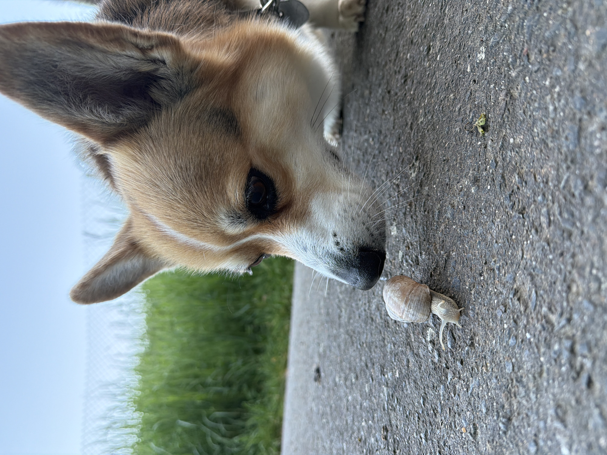 Corgi meets snail, deer spotted in Gangloff wildlife moment