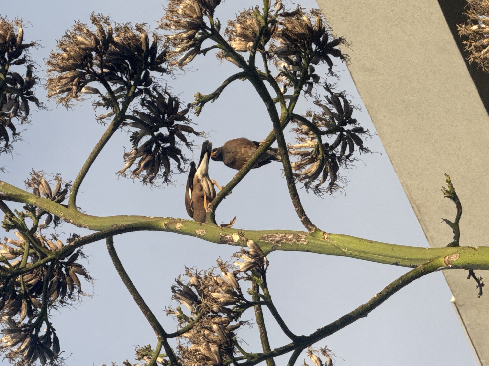Botanical walking tour documented in Ramat Gan park