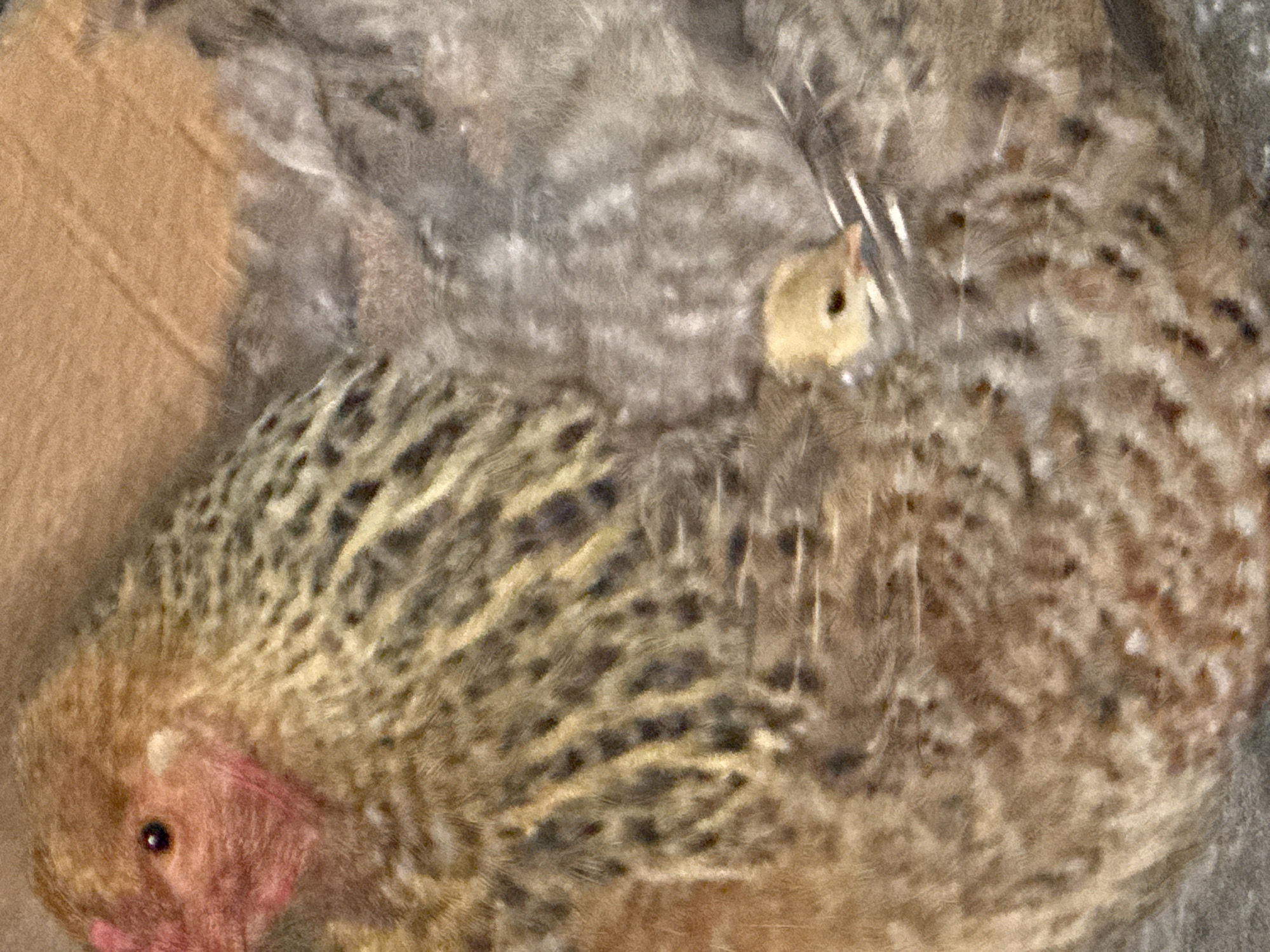 Kittens, chicks, and ripe summer fruit on a quiet afternoon