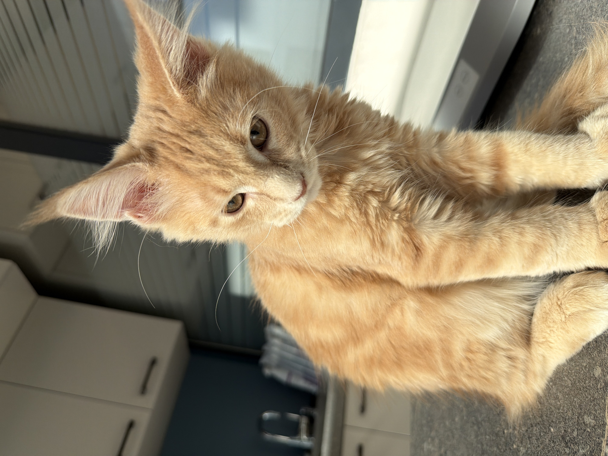 Ginger kitten on a Sofia kitchen counter, multiple angles