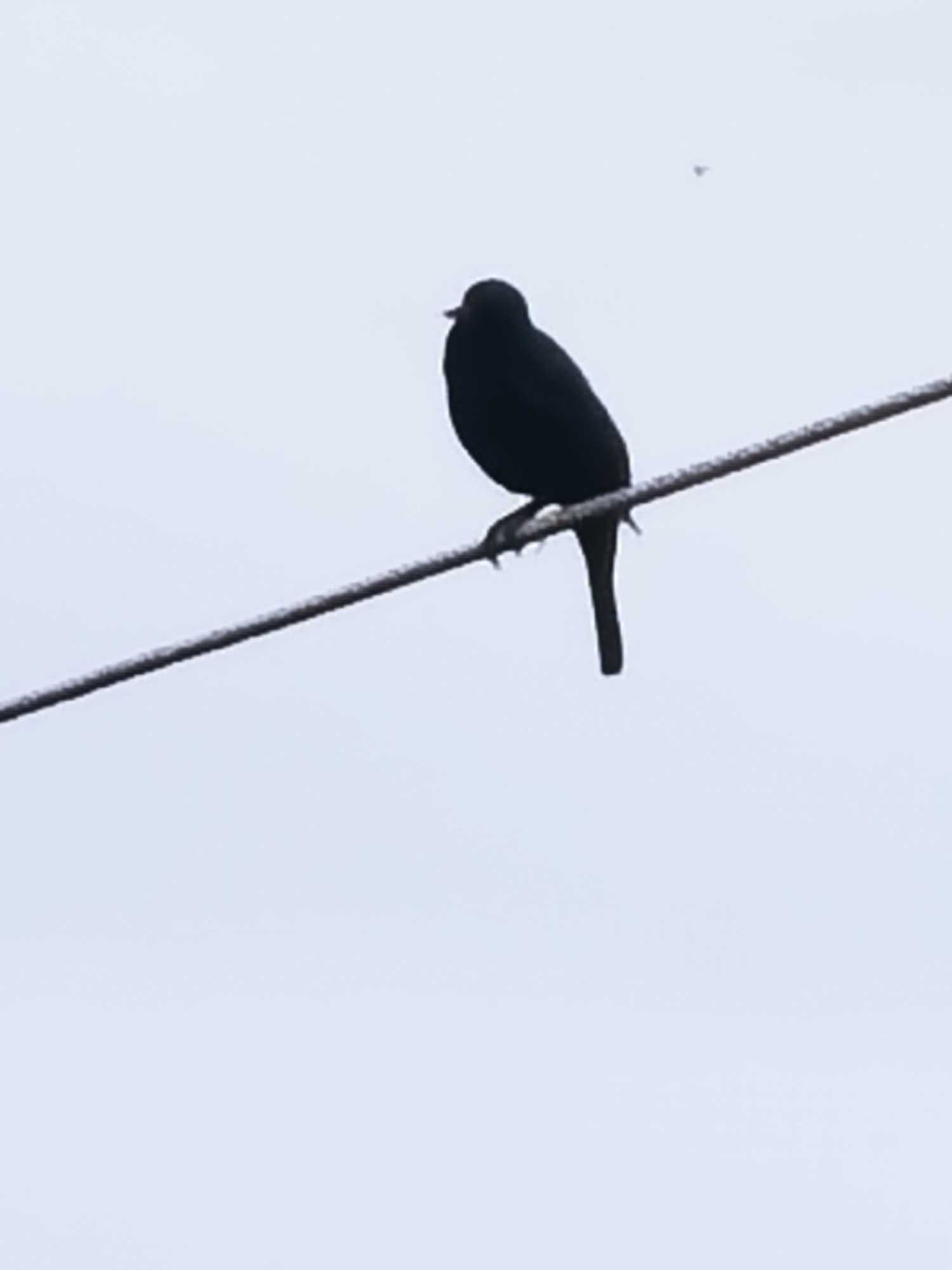 Rural journey documented: wildlife encounters and overcast landscapes captured