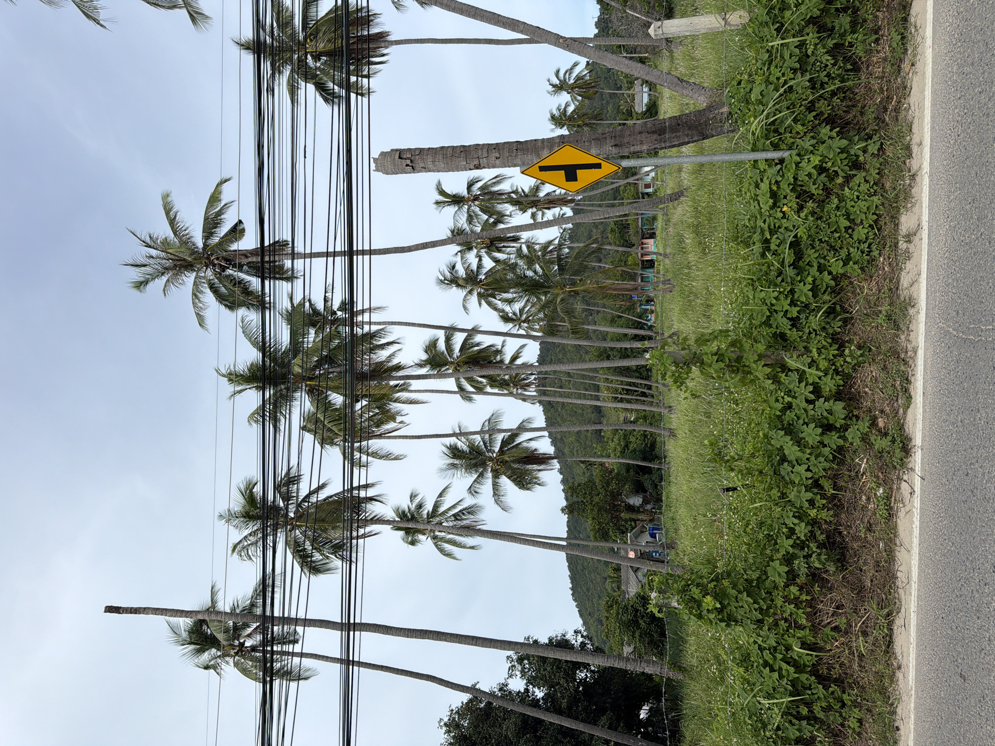 A relaxed Ko Samui morning — streets, cats, sunsets, and island arrivals