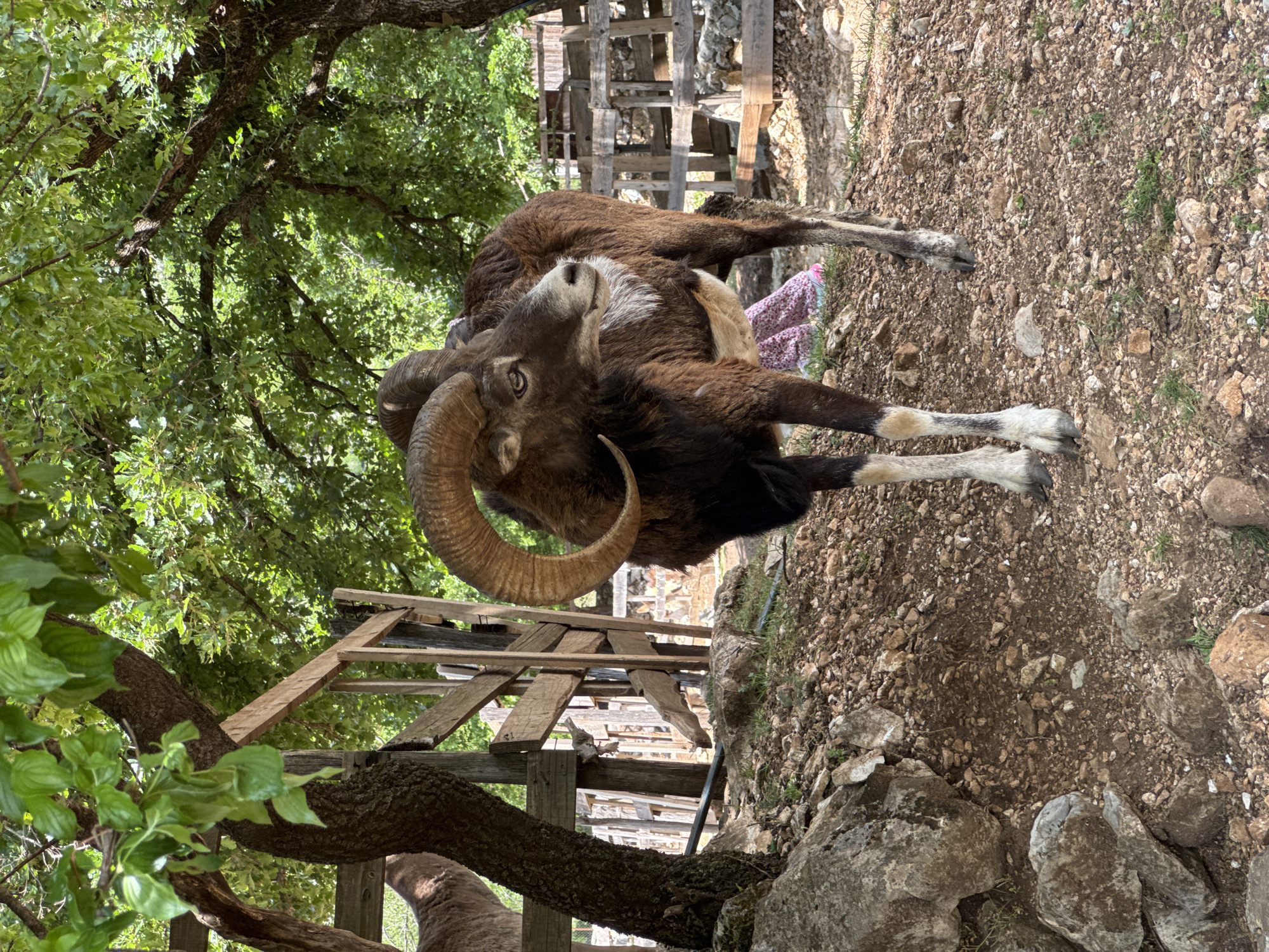 Mouflon spotted near wooden fence in Montenegro village