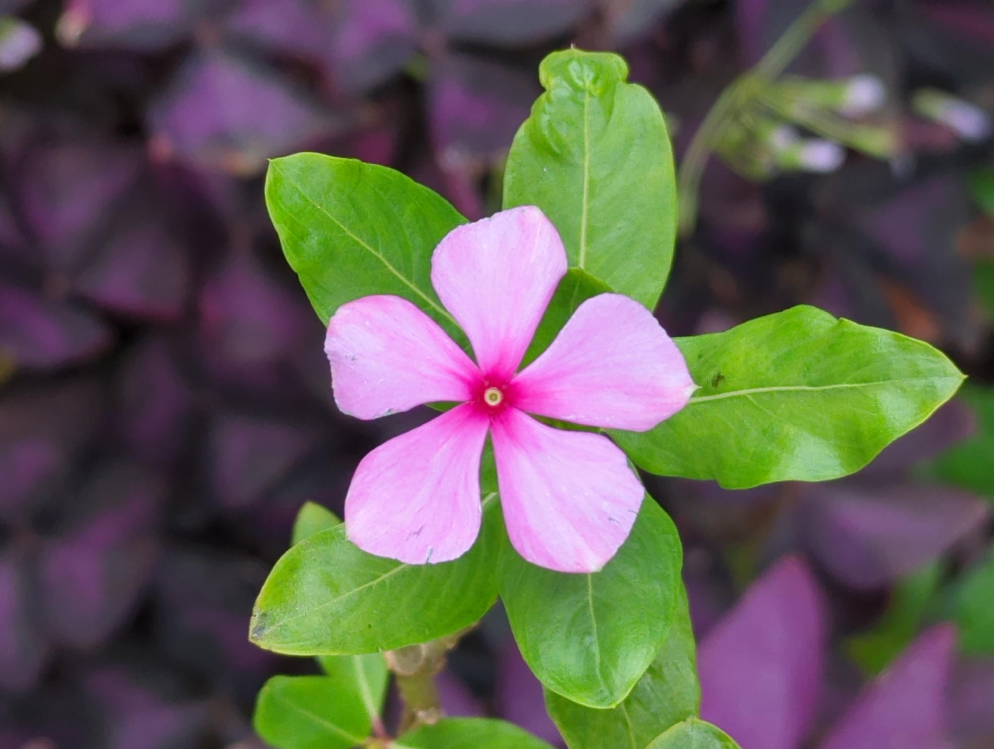 Evening street scenes and flowers documented in Shunde District