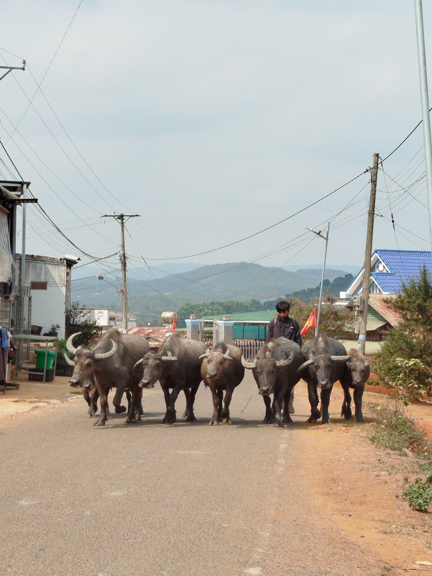 Water buffalo herded down village road in B'Liang, Vietnam