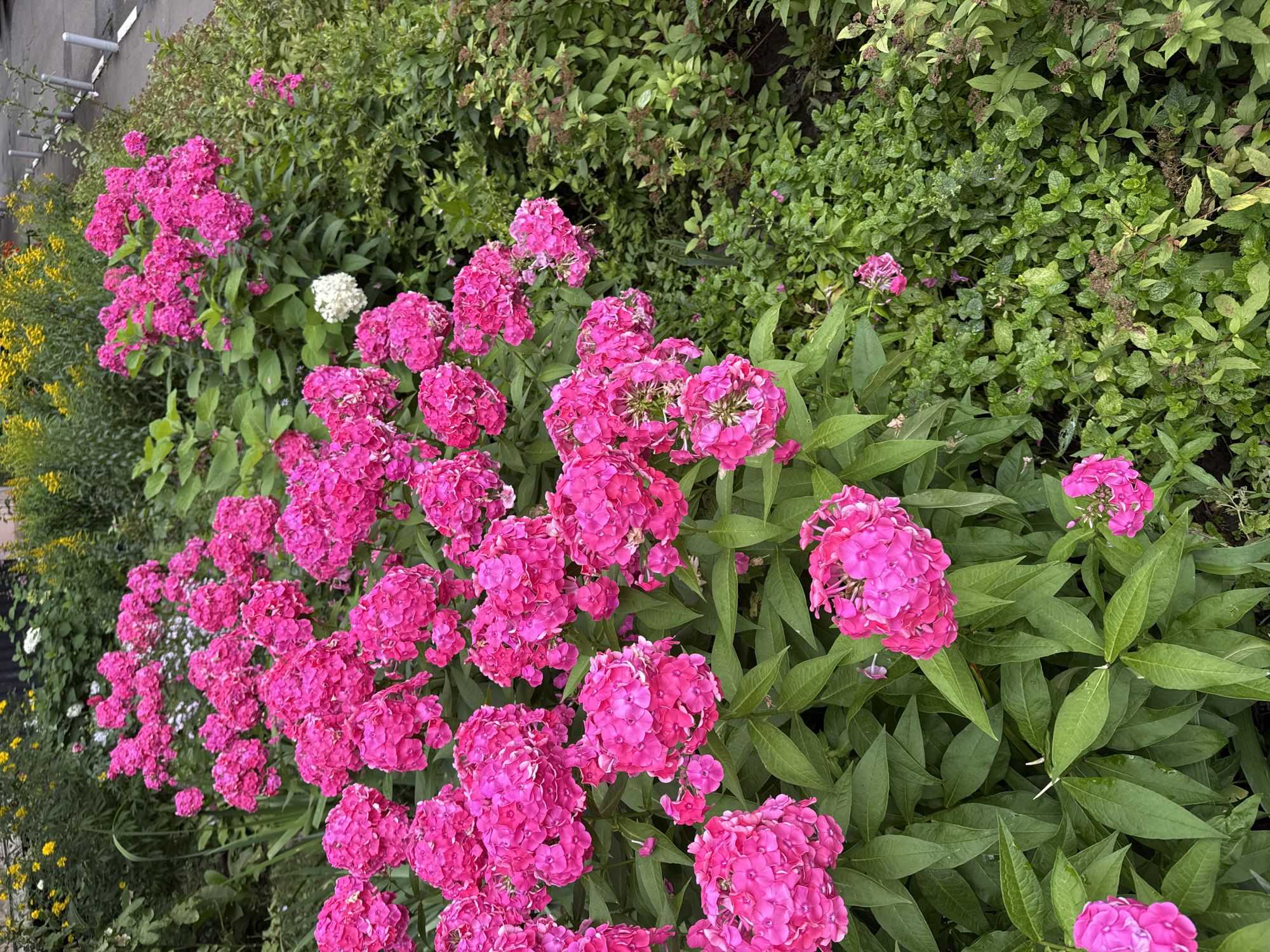 Summer flowers in full bloom at a Russian garden