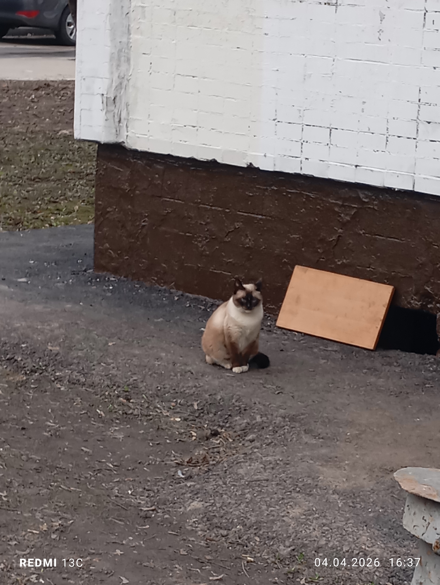 Moscow neighborhood captures spring afternoon with cat, sports, playground