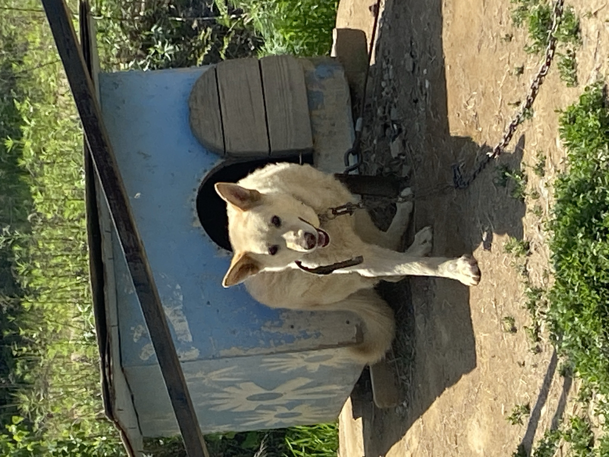 Daily life documented in Artyom: dogs, gardens, workshop activity