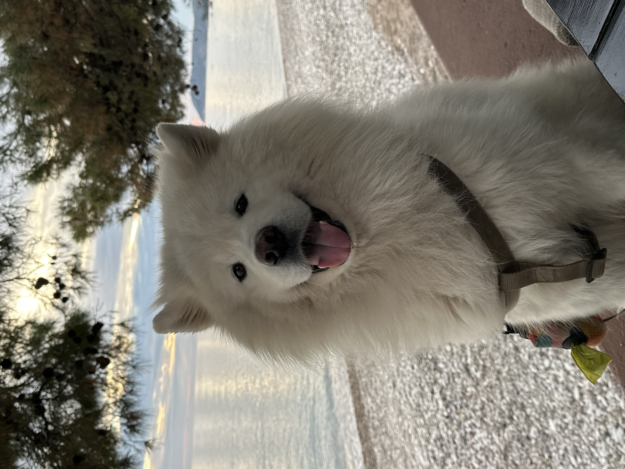 Dog and coffee moment captured at Montenegro coast