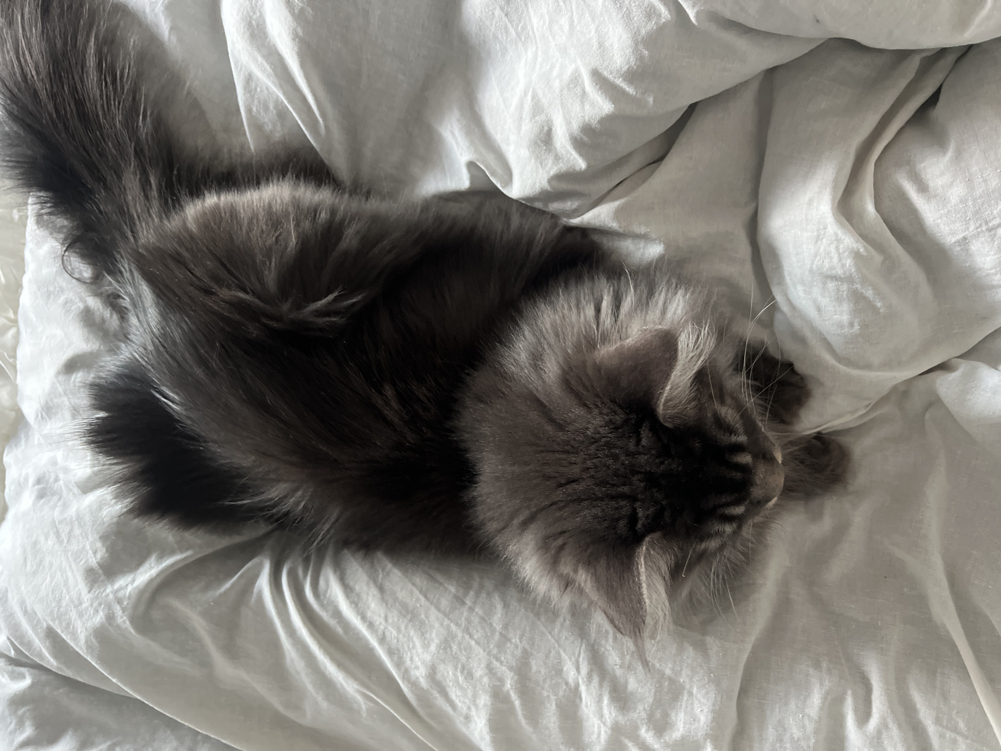 Gray Maine Coon cat moves through Ternopil home