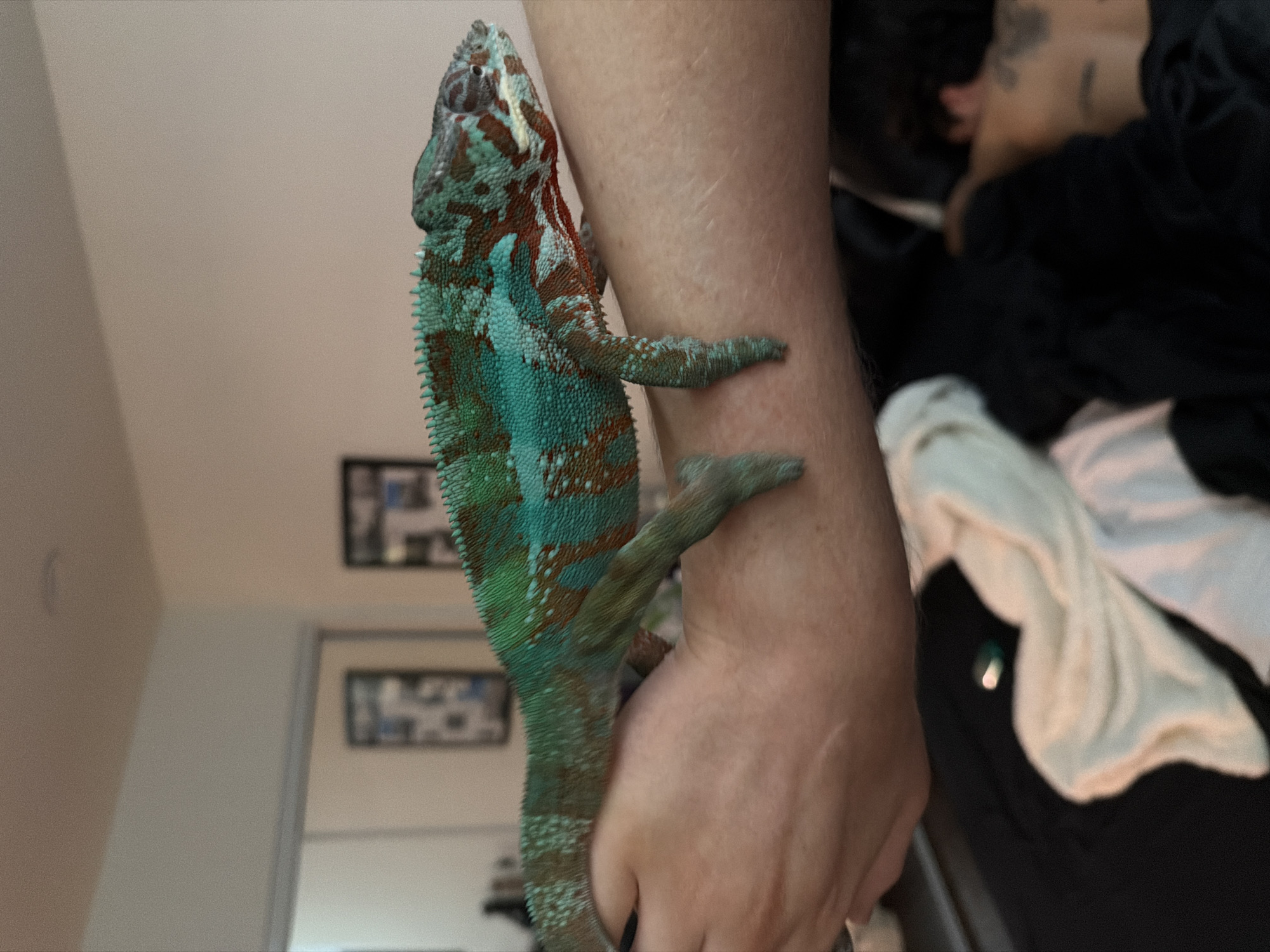Chameleon spotted perched on person's arm in Los Angeles