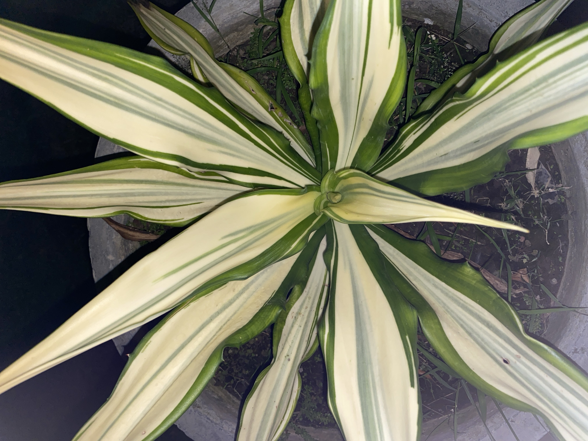 Tropical plants, nighttime buildings, and selfies in Banda Aceh