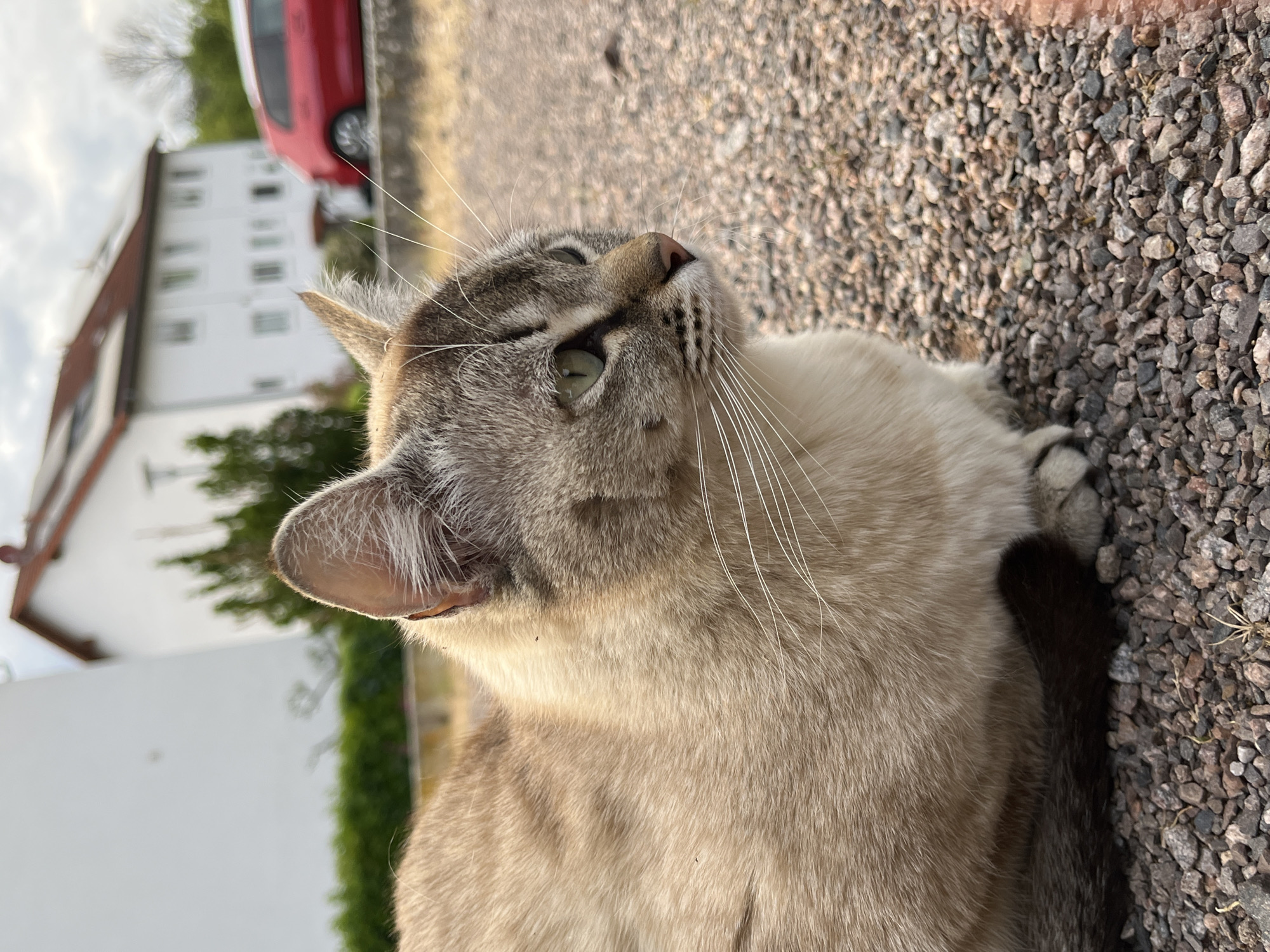 Cat encounter documented in German town over 30 minutes