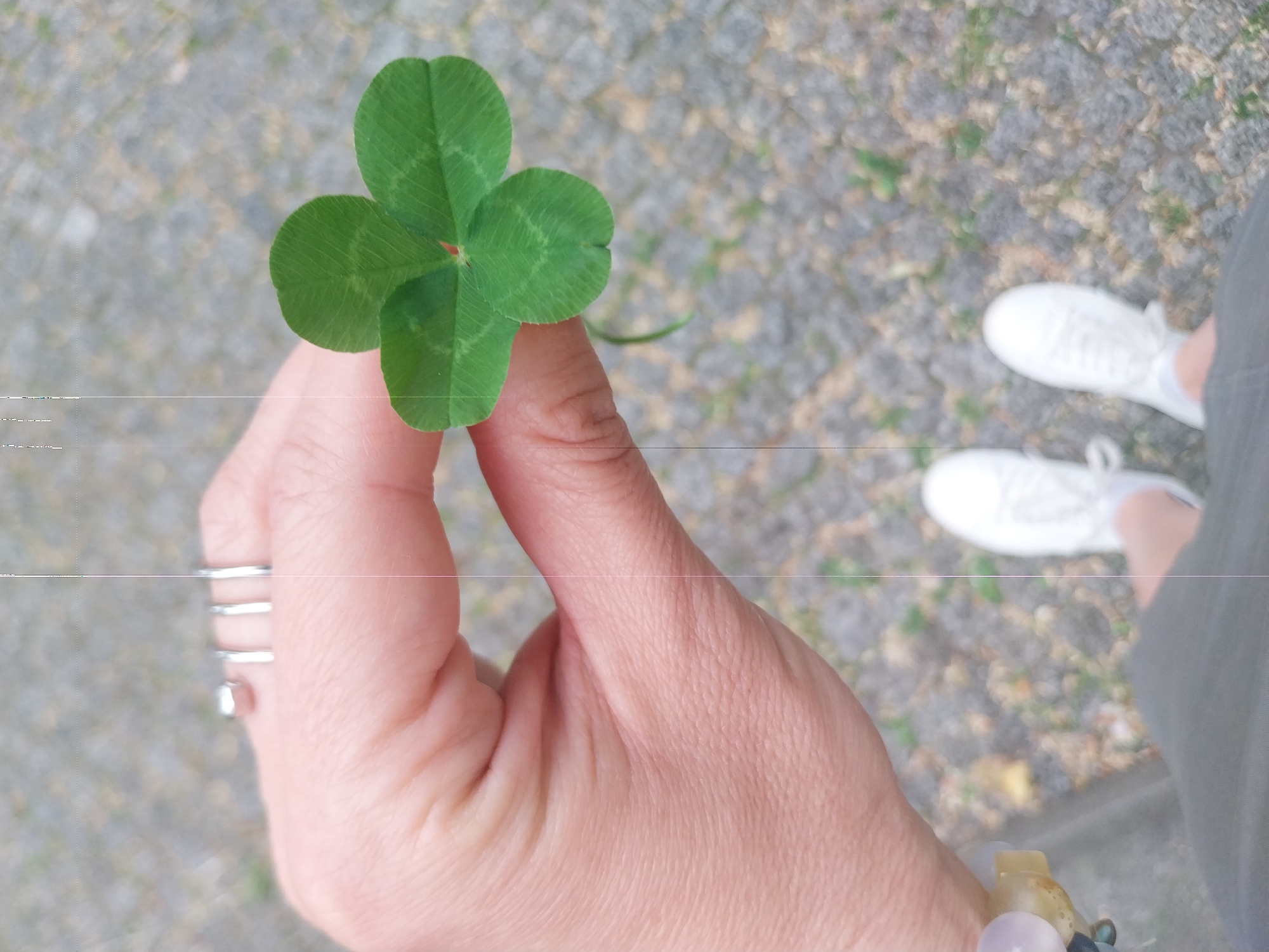 Berlin resident finds four-leaf clover, documents street murals