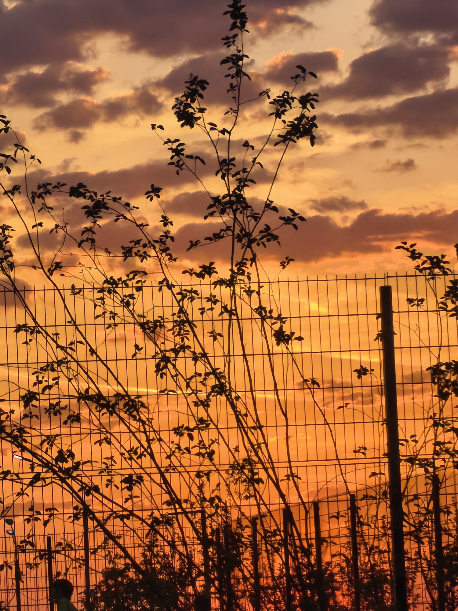 Sunset photographs captured across Misaylovo, Russia during evening hours
