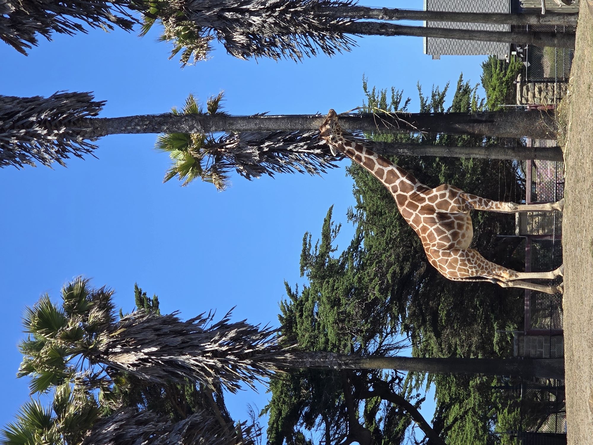 Giraffe stretches up to graze from trees in outdoor enclosure