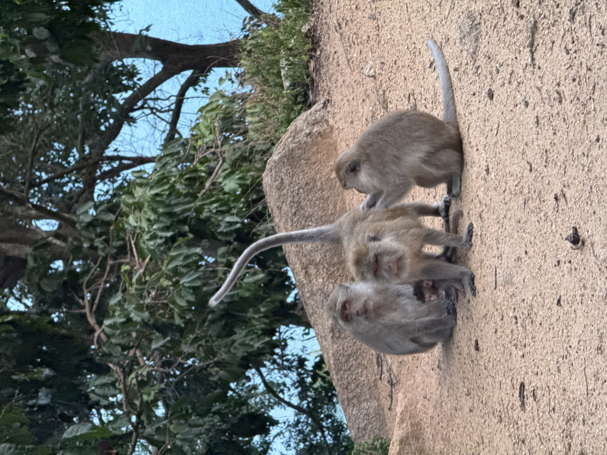 Macaque troop roams roadside in Ban Tai, Thailand