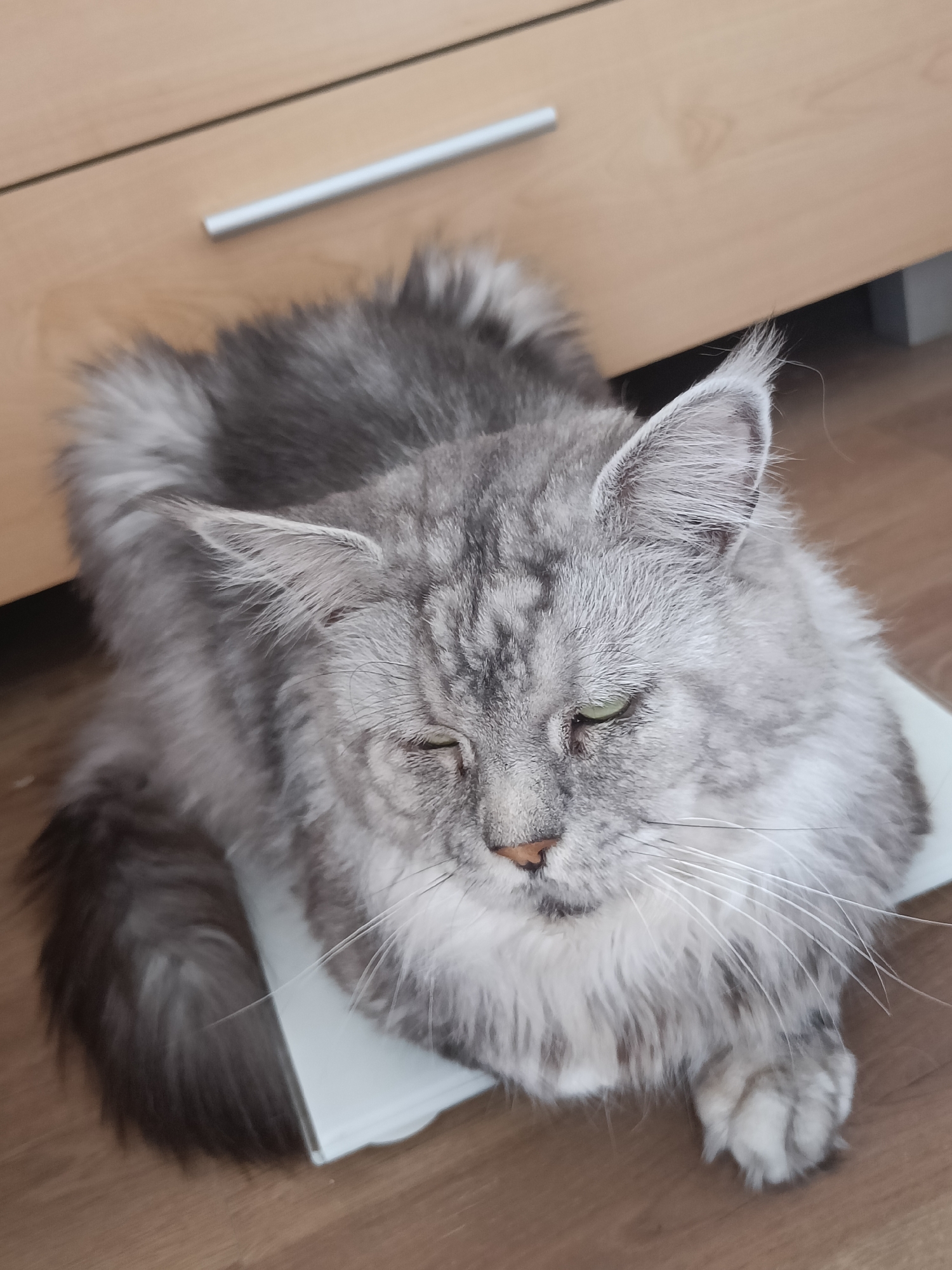 Gray Maine Coon cat rests on white object indoors