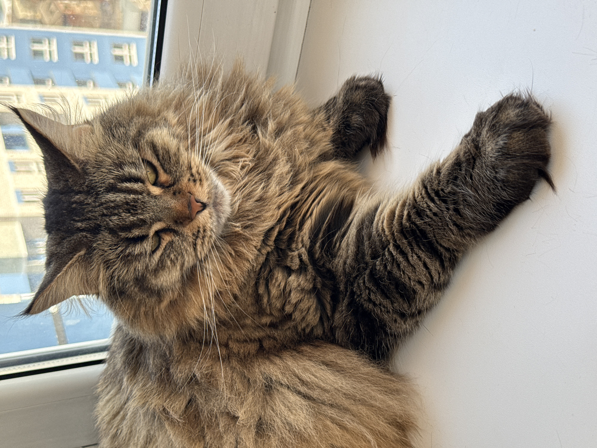 Brown tabby cat spotted resting in Izhevsk home