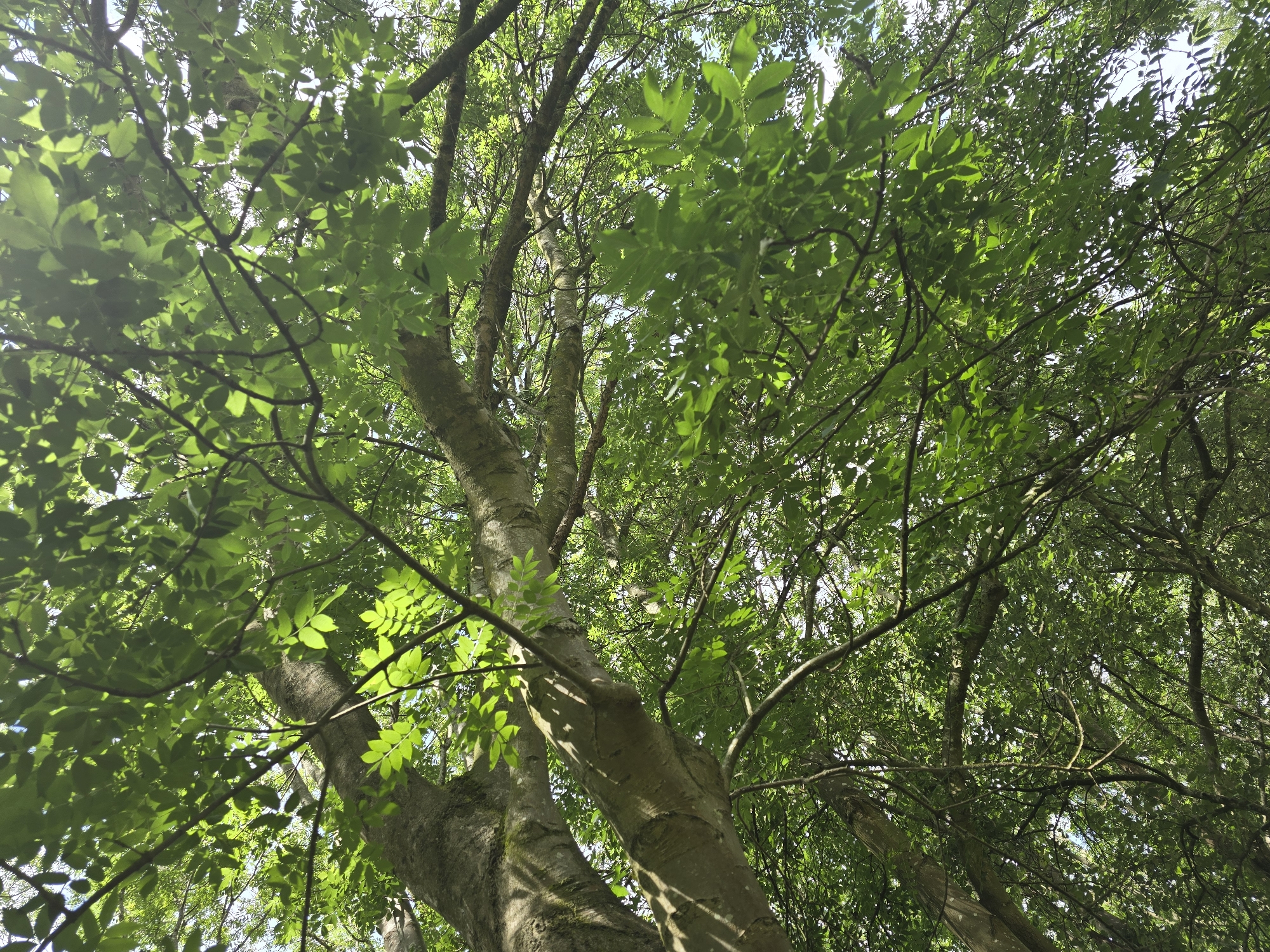 Afternoon park scenes documented in Northampton green space