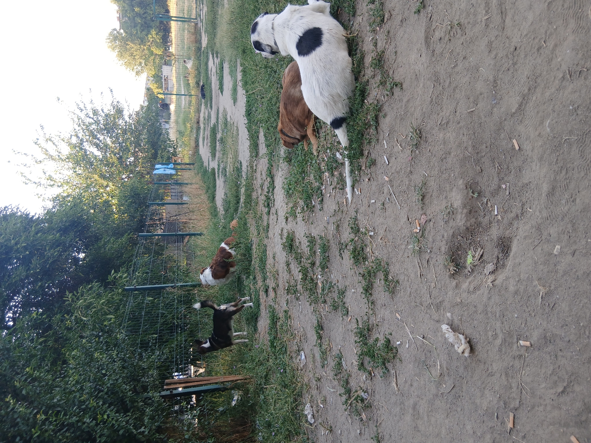 A Dalmatian's afternoon at the dog park