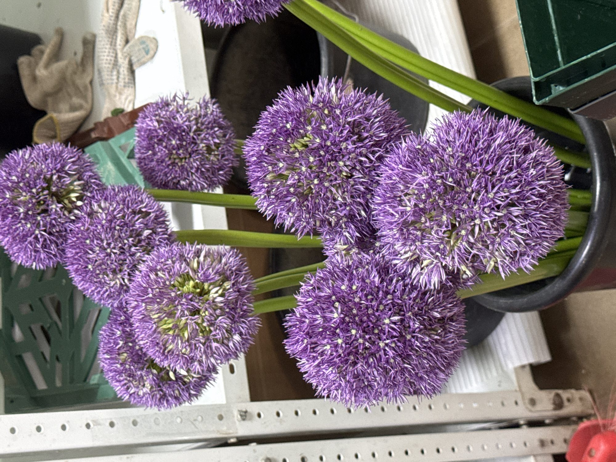 Flower wholesale facility operations documented in Izhevsk, Russia