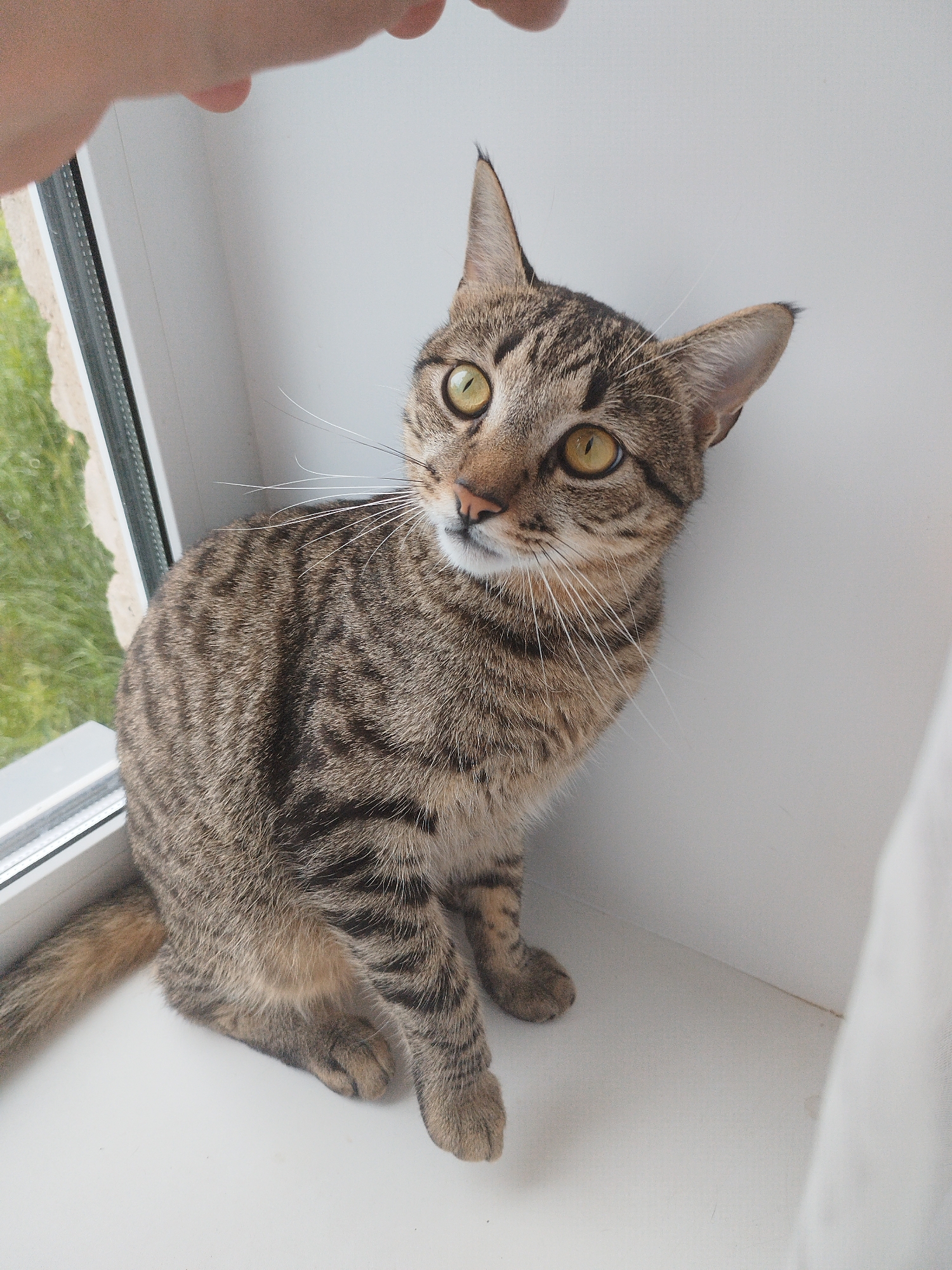 Morning domestic cat photography session with multiple felines