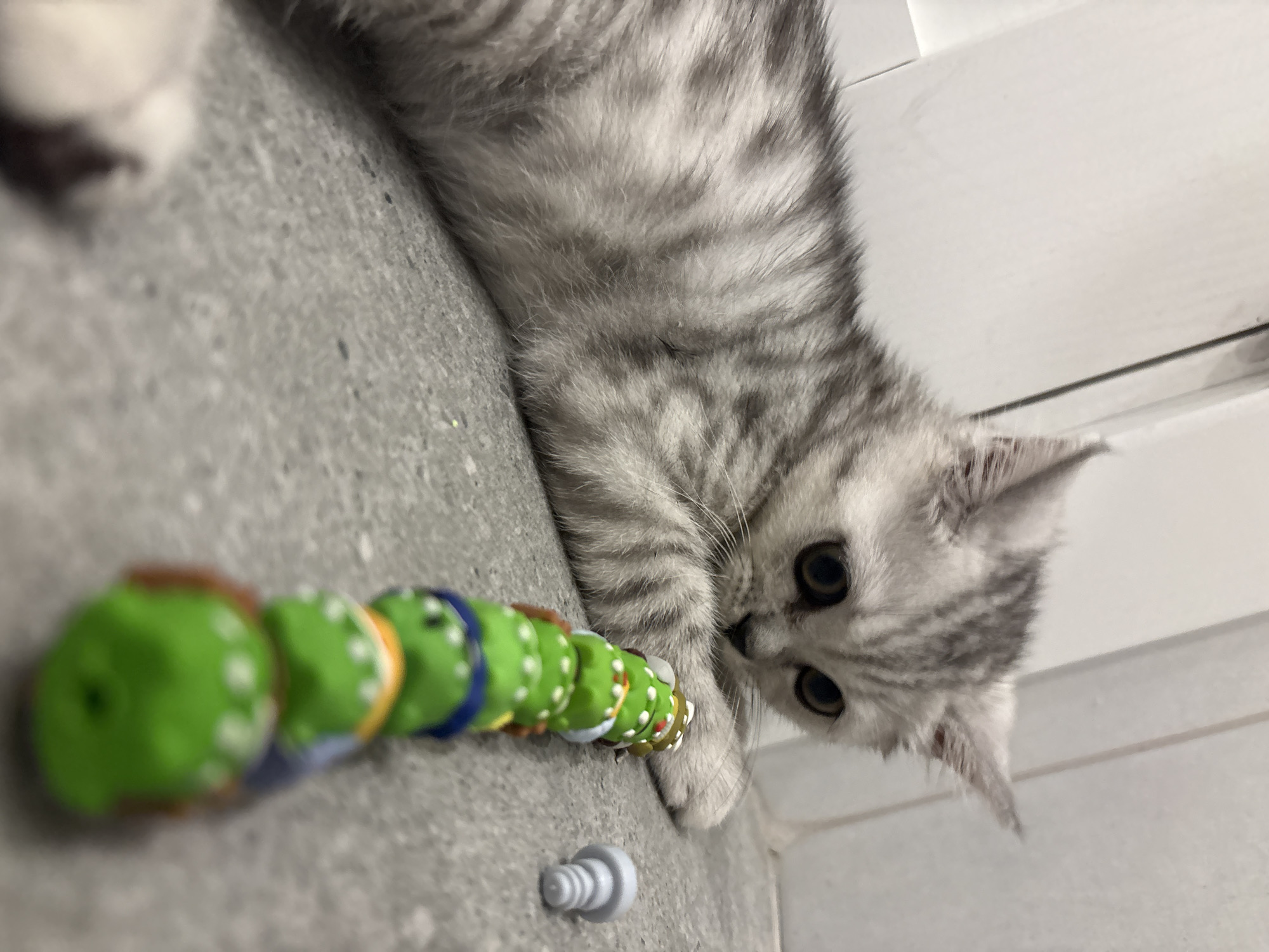 Kitten plays with toys and human in Izhevsk home