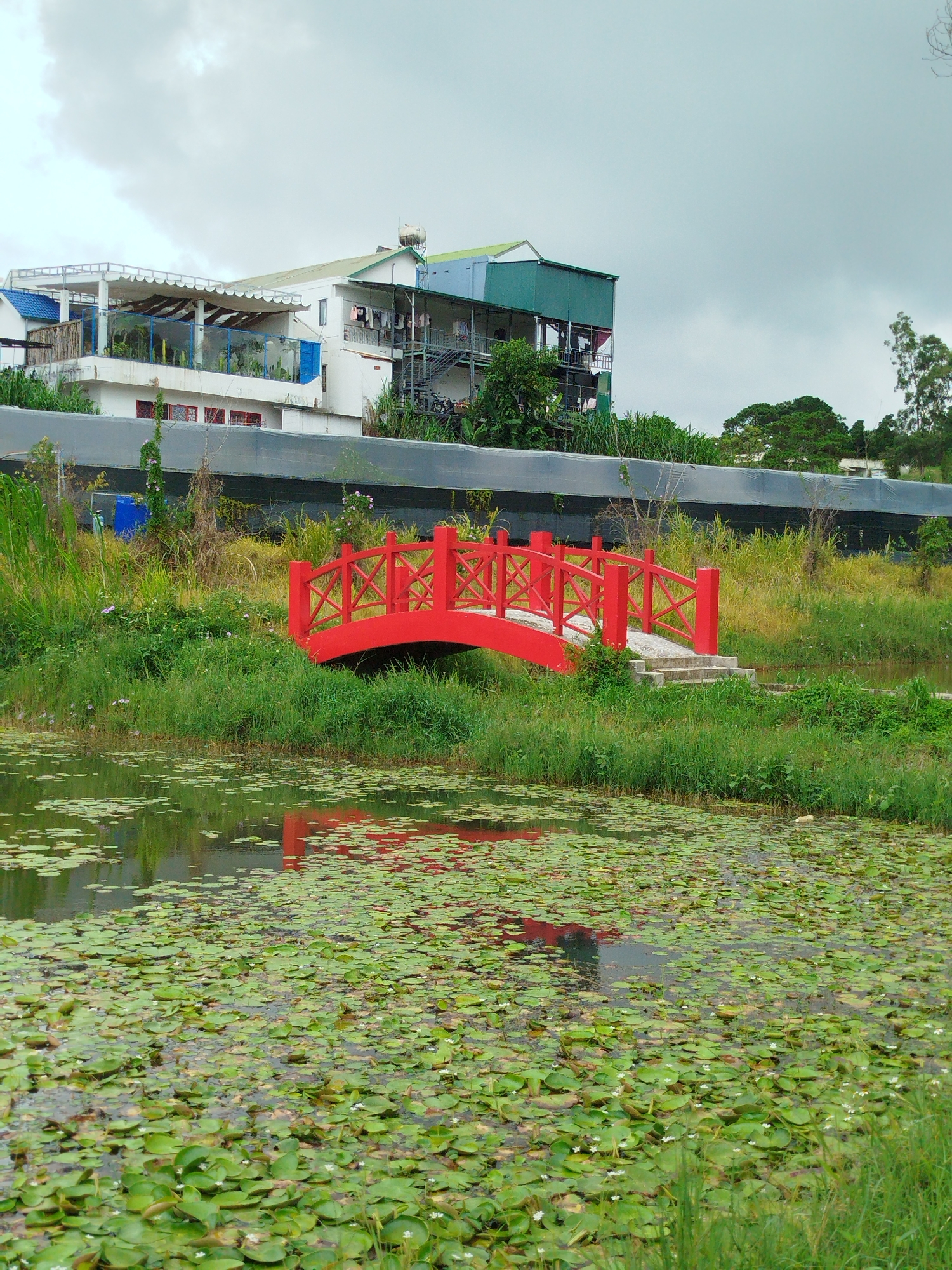 Lily pond and red bridge at Lâm Viên, Đà Lạt