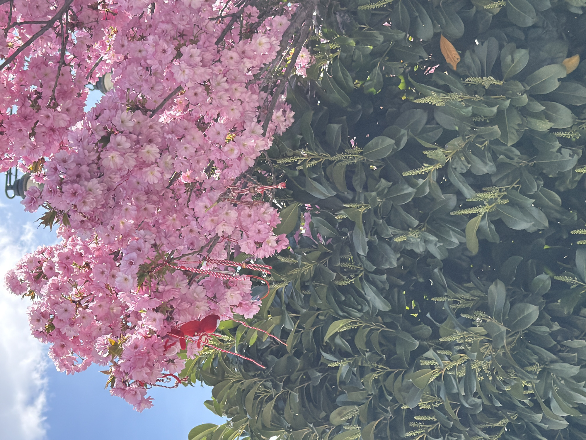 Cherry blossoms bloom in Sofia with Martenitsa decoration