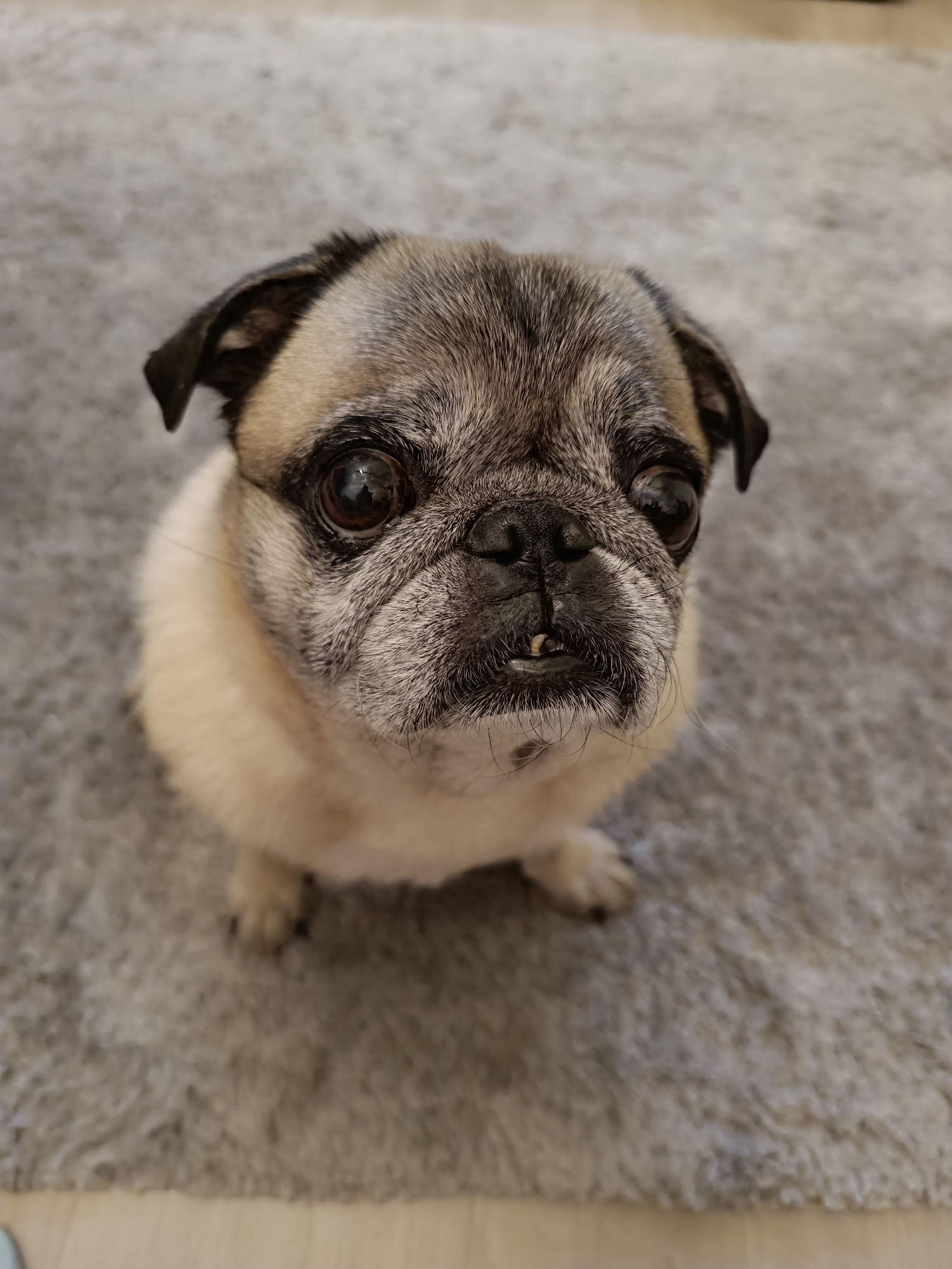Pug at rest and play in a Târgu Jiu home