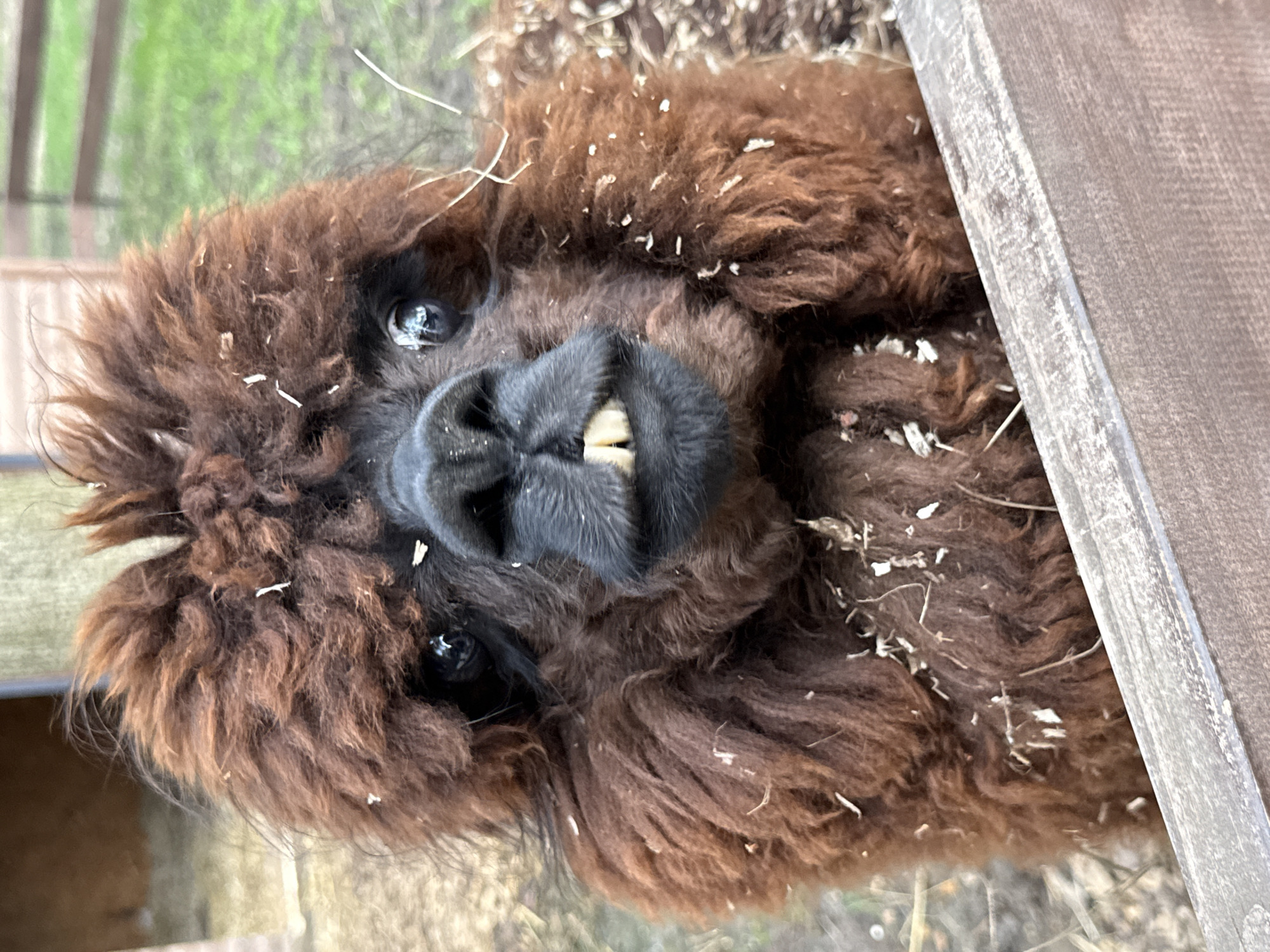 Zoo animals documented in Lapshinka enclosure including alpaca, spotted horse