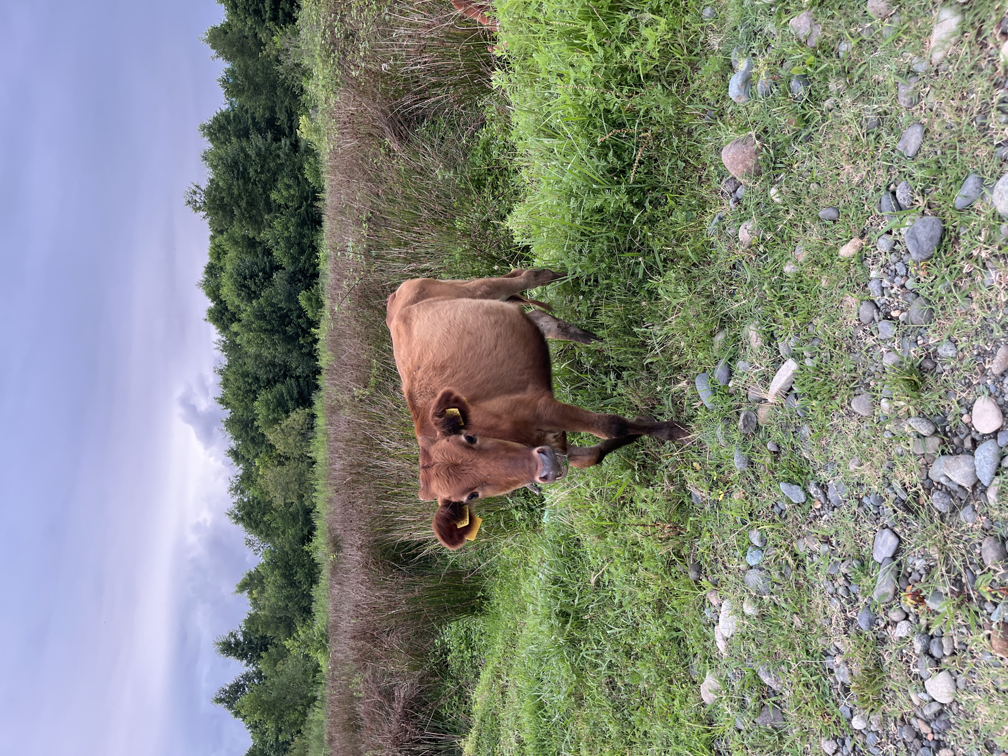 Tagged calf in a grassy field, Ureki, Georgia